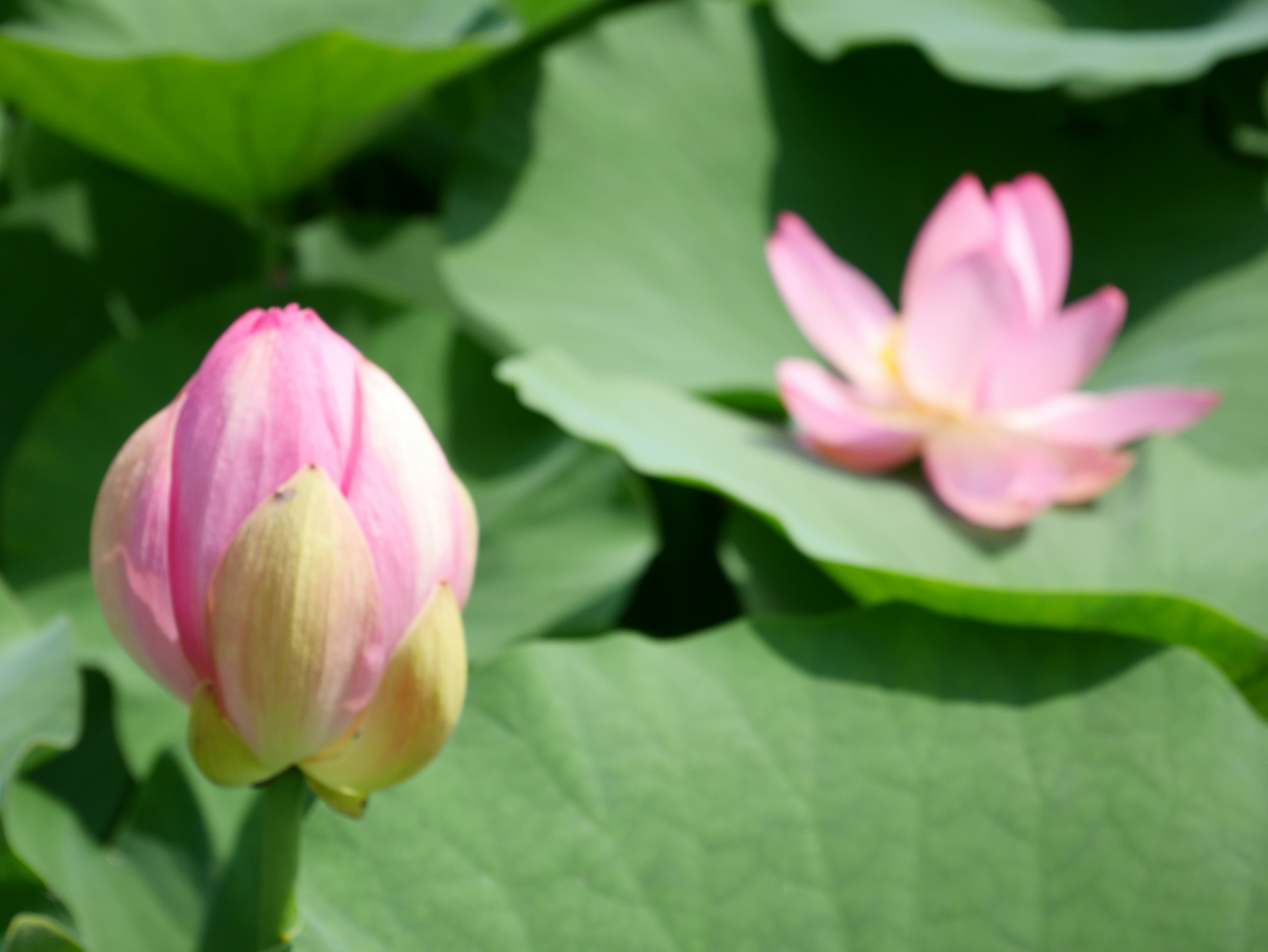 ピンクの蓮の花と葉の近接写真