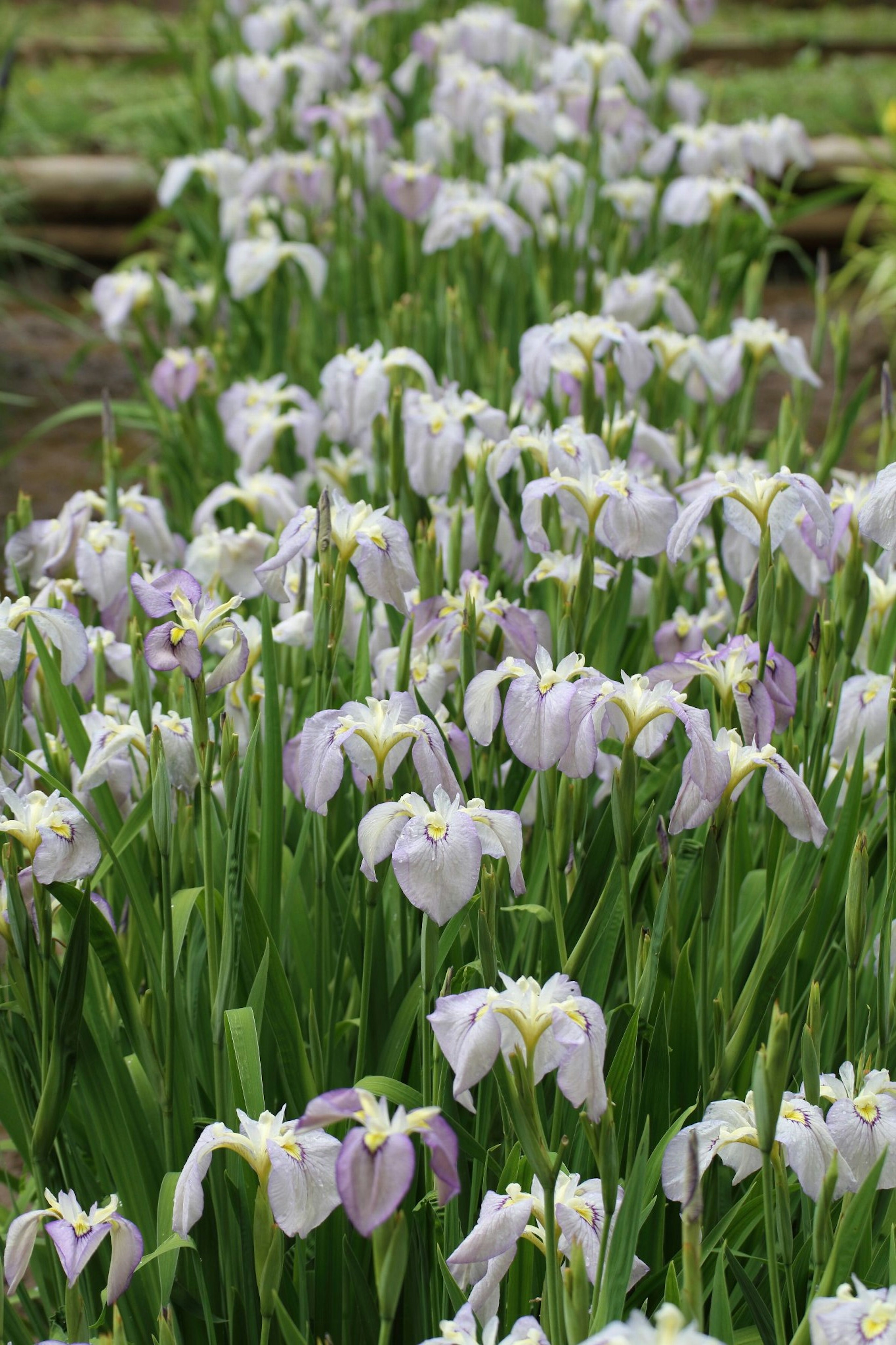 Raggruppamento di iris con petali viola circondati da steli verdi