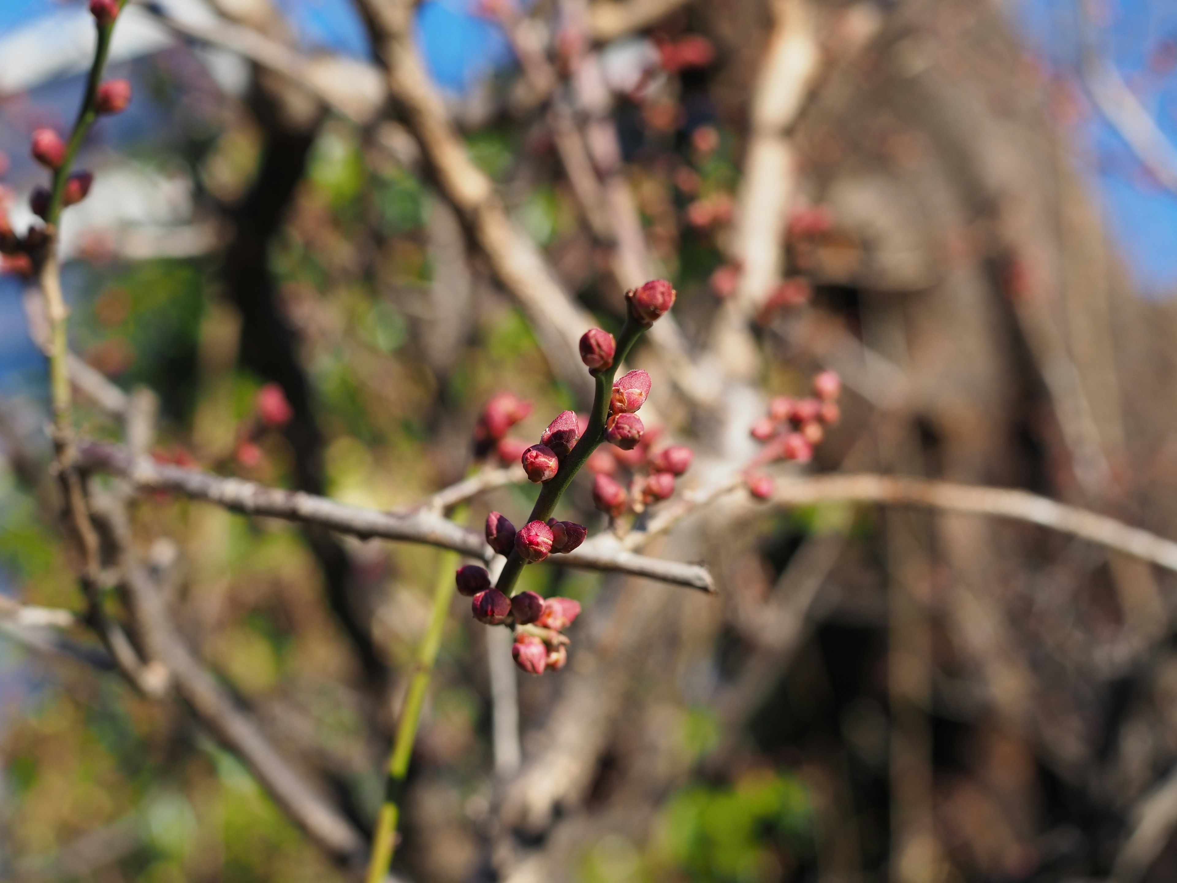 Close-up of spring buds on a branch