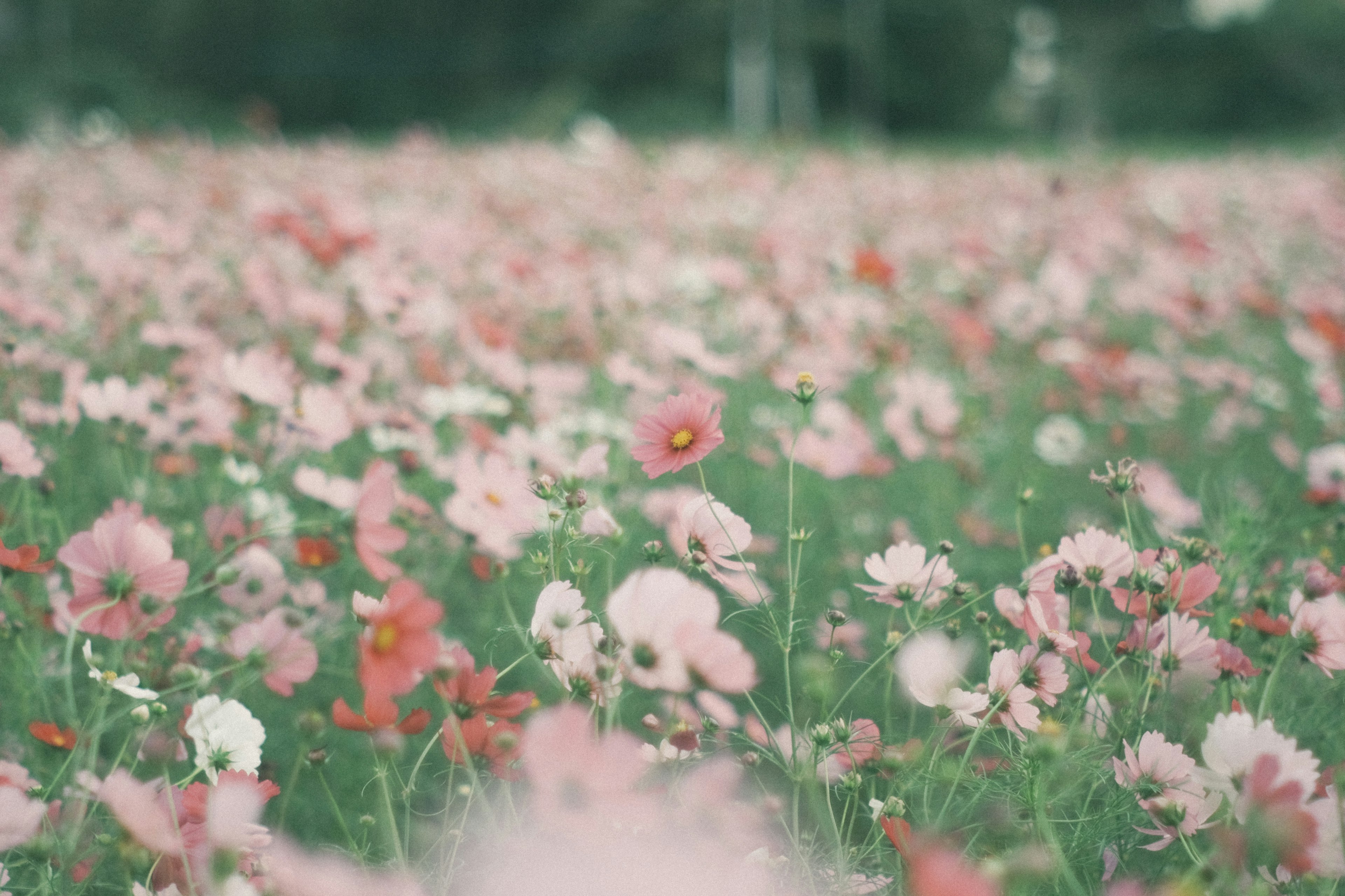 Vast flower field with blooming pink and red flowers