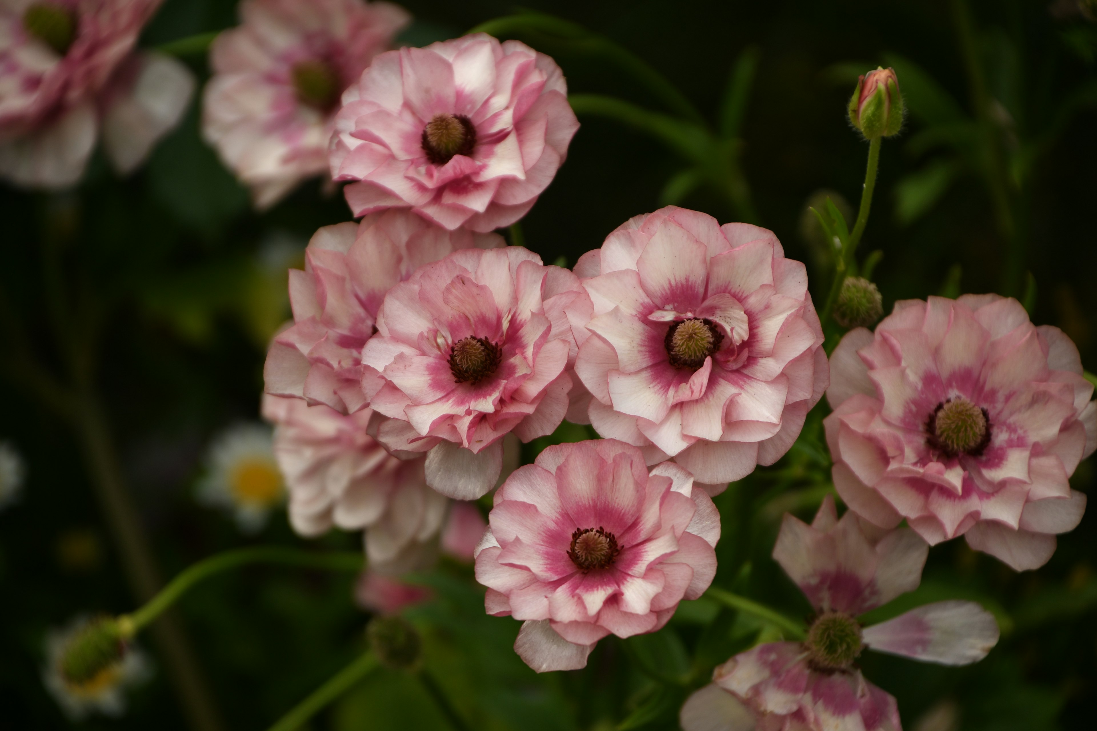 Une belle image de fleurs roses pâles regroupées