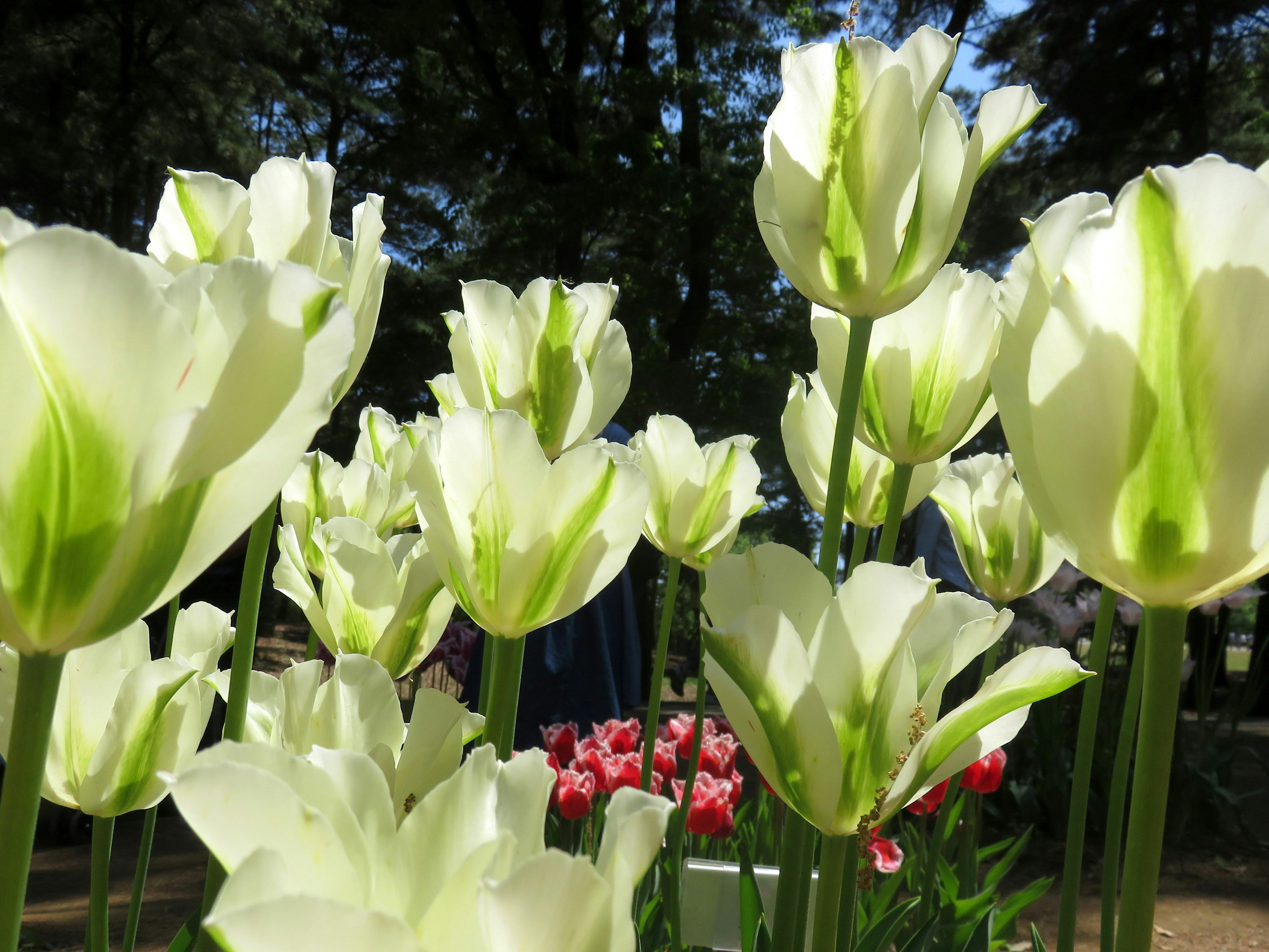 Campo de tulipanes blancos con acentos verdes floreciendo al sol