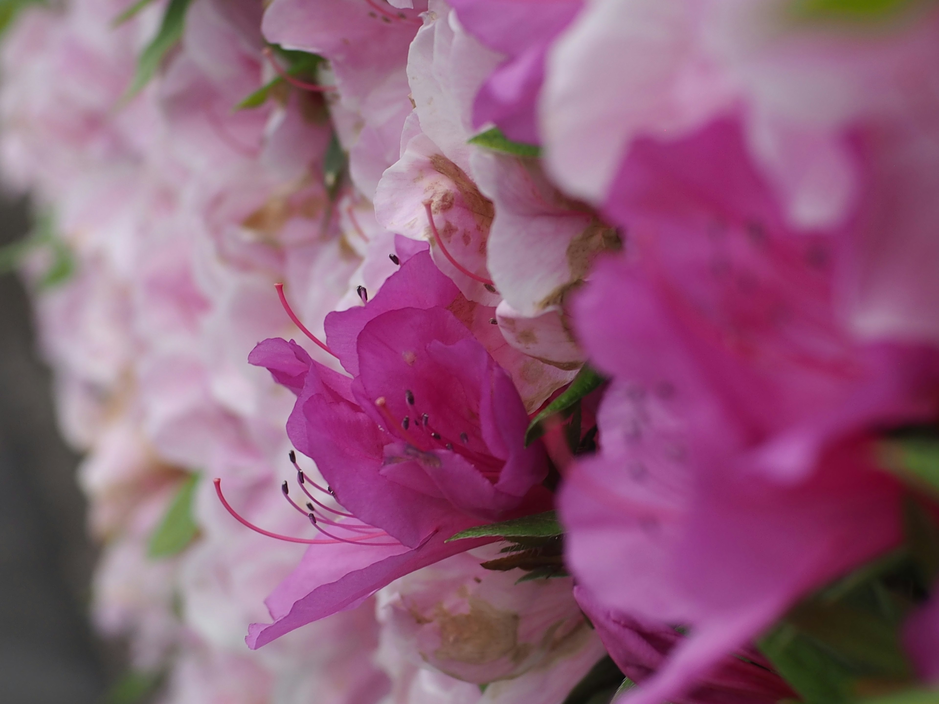 Groupe de fleurs roses vibrantes avec des teintes douces et des détails délicats