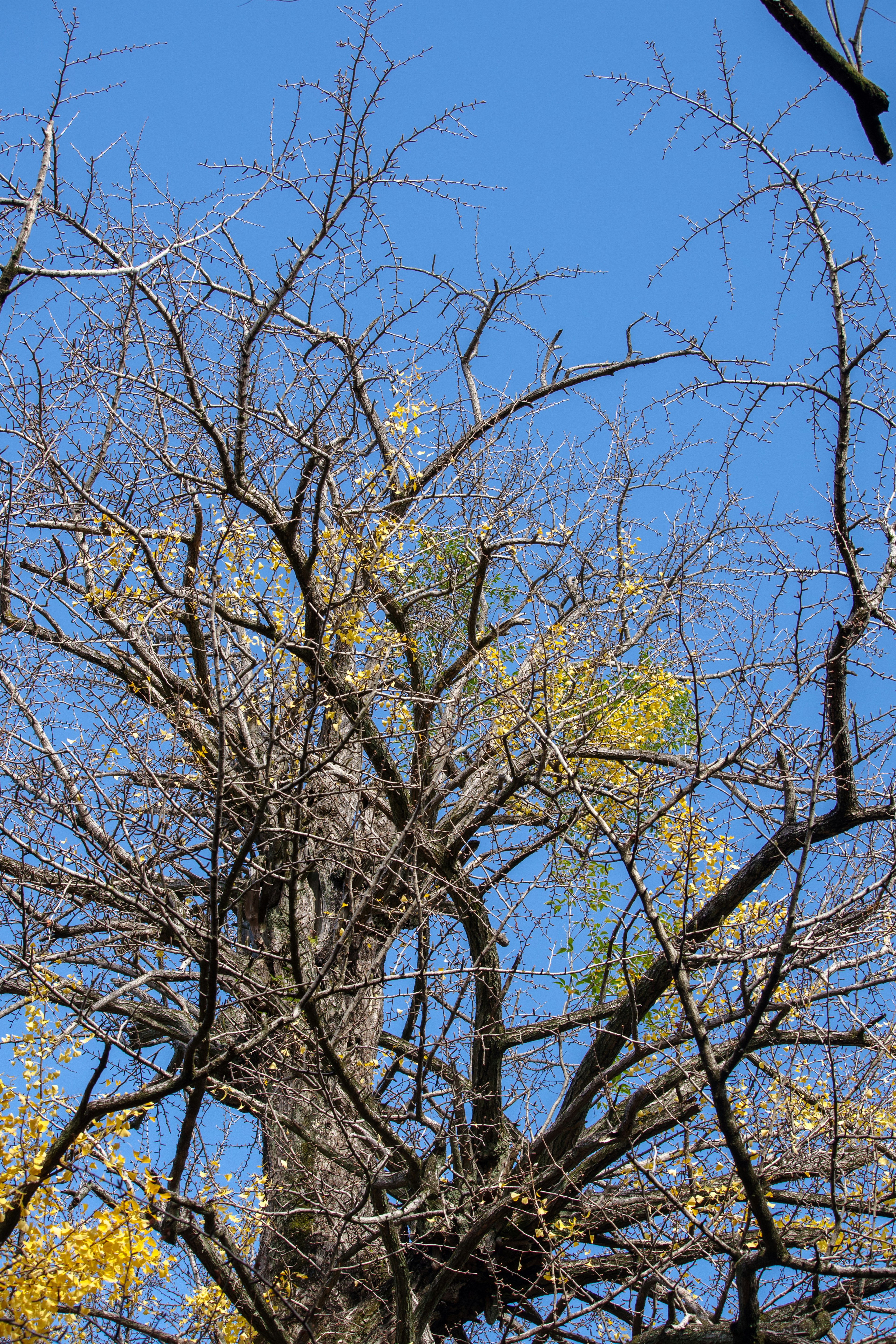 Imagen de un árbol con ramas escasas contra un cielo azul