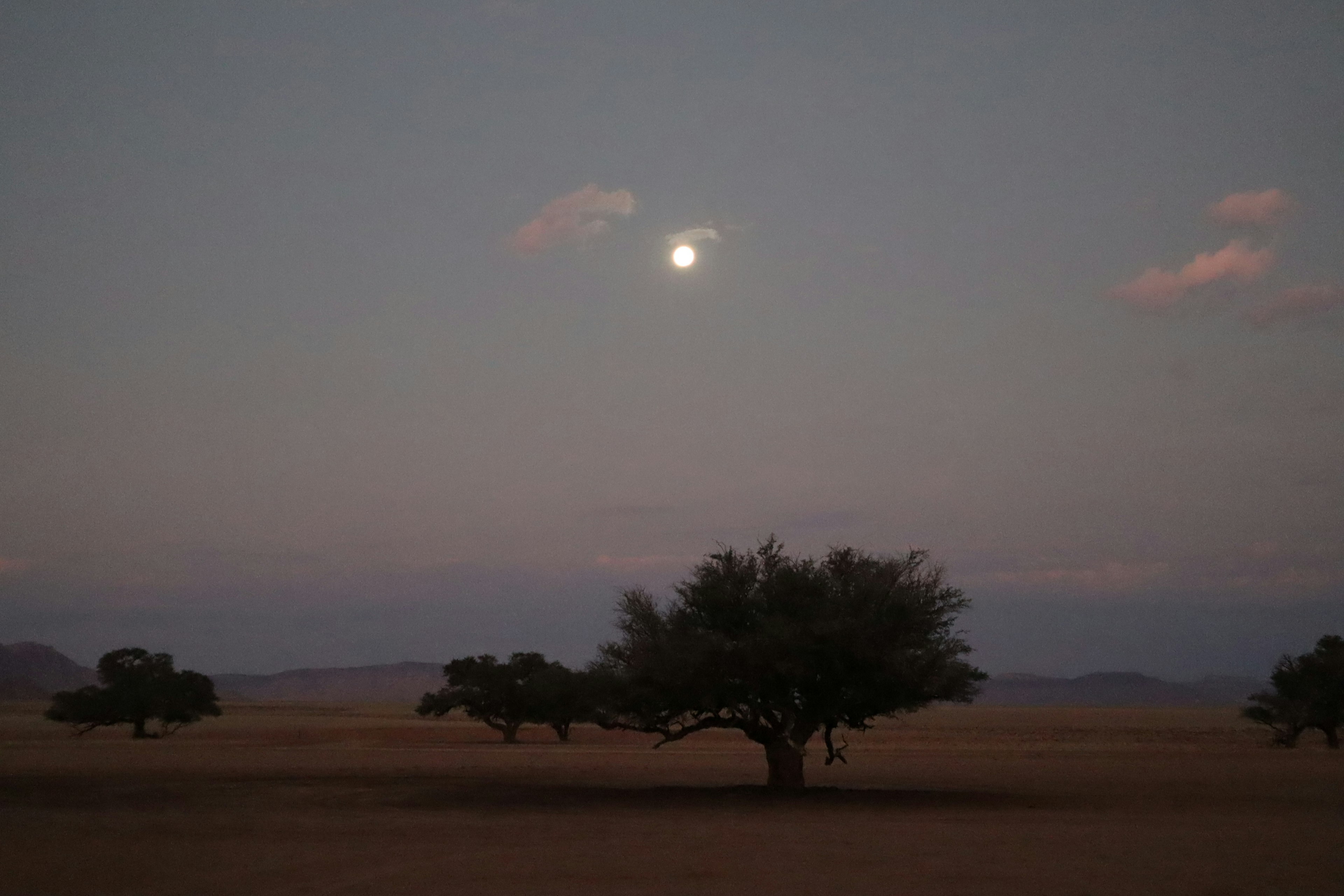 Silhouettes of isolated trees under moonlight on a vast plain