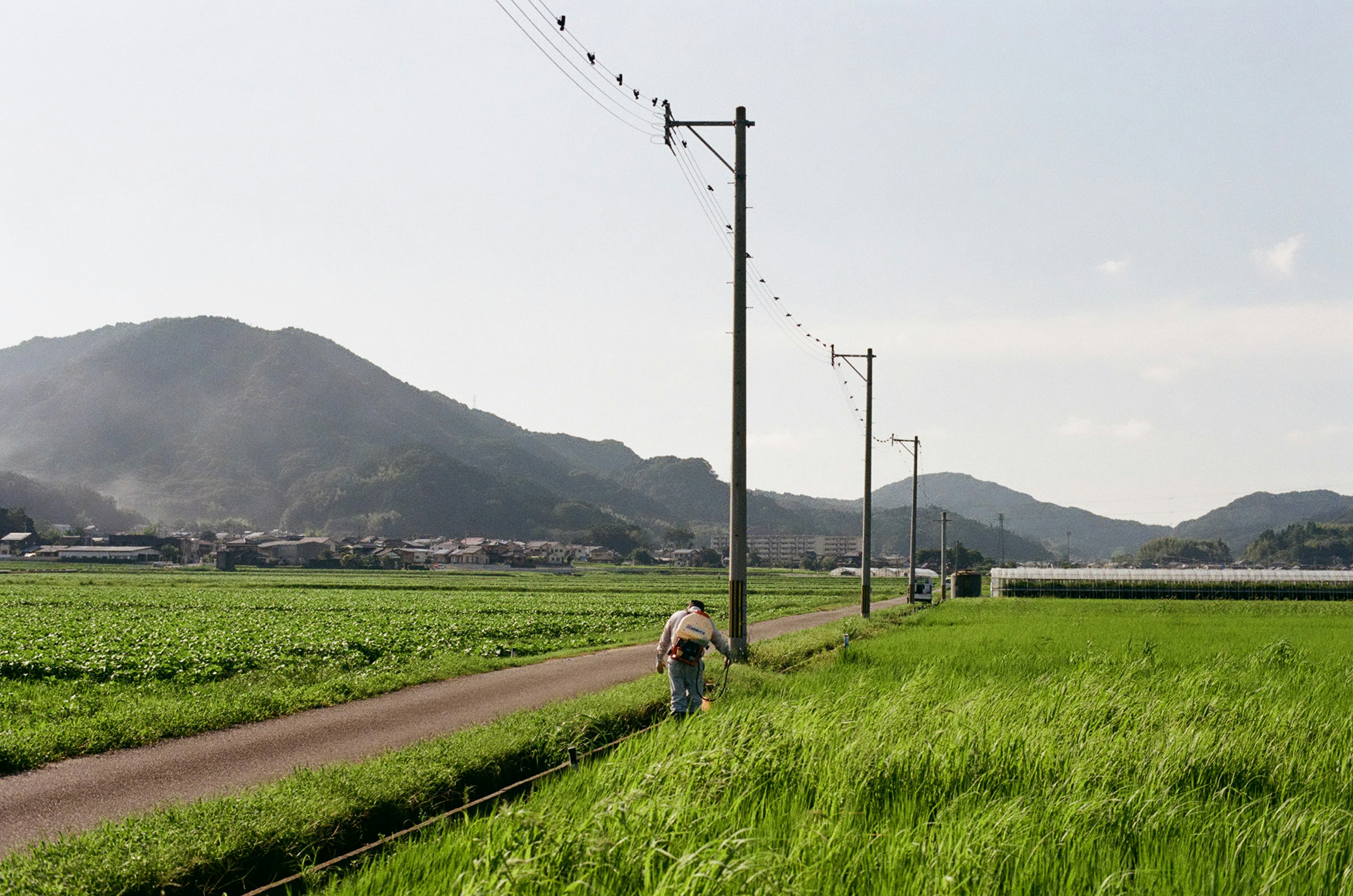 Pemandangan pedesaan dengan sawah dan gunung serta tiang listrik