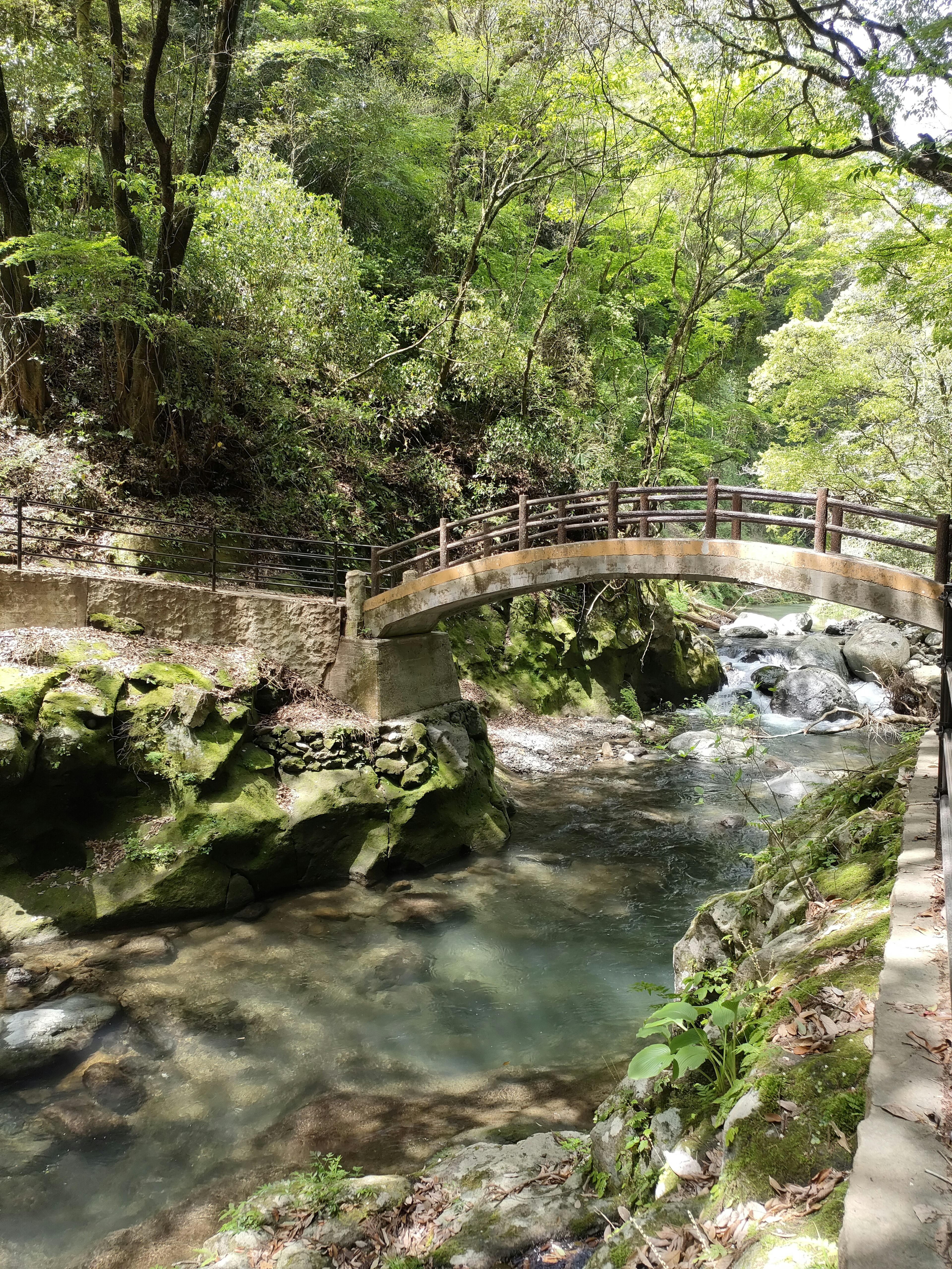 緑豊かな森の中にある美しい橋と流れる川