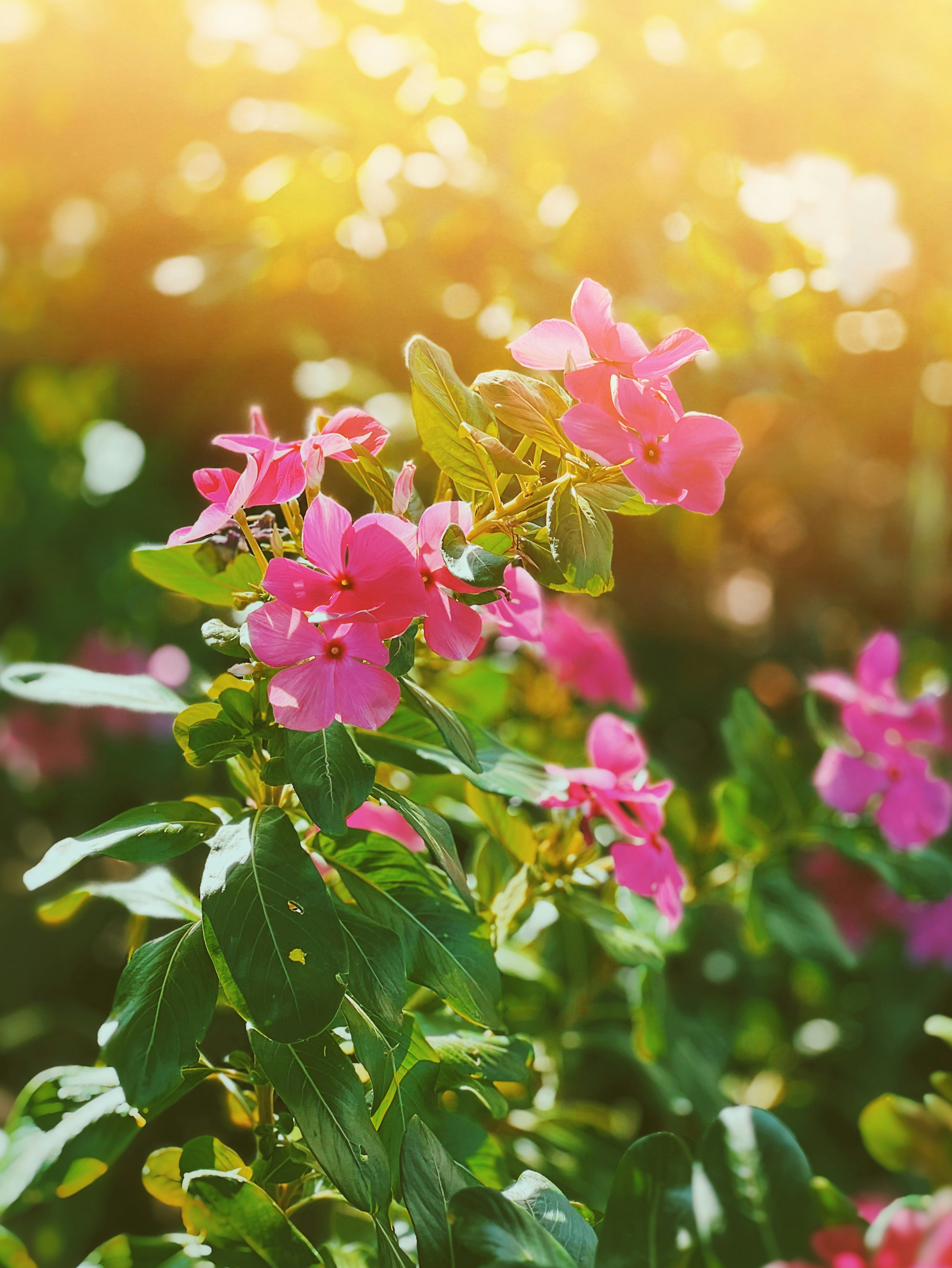 Gros plan de fleurs roses vibrantes sur une plante feuillue verte