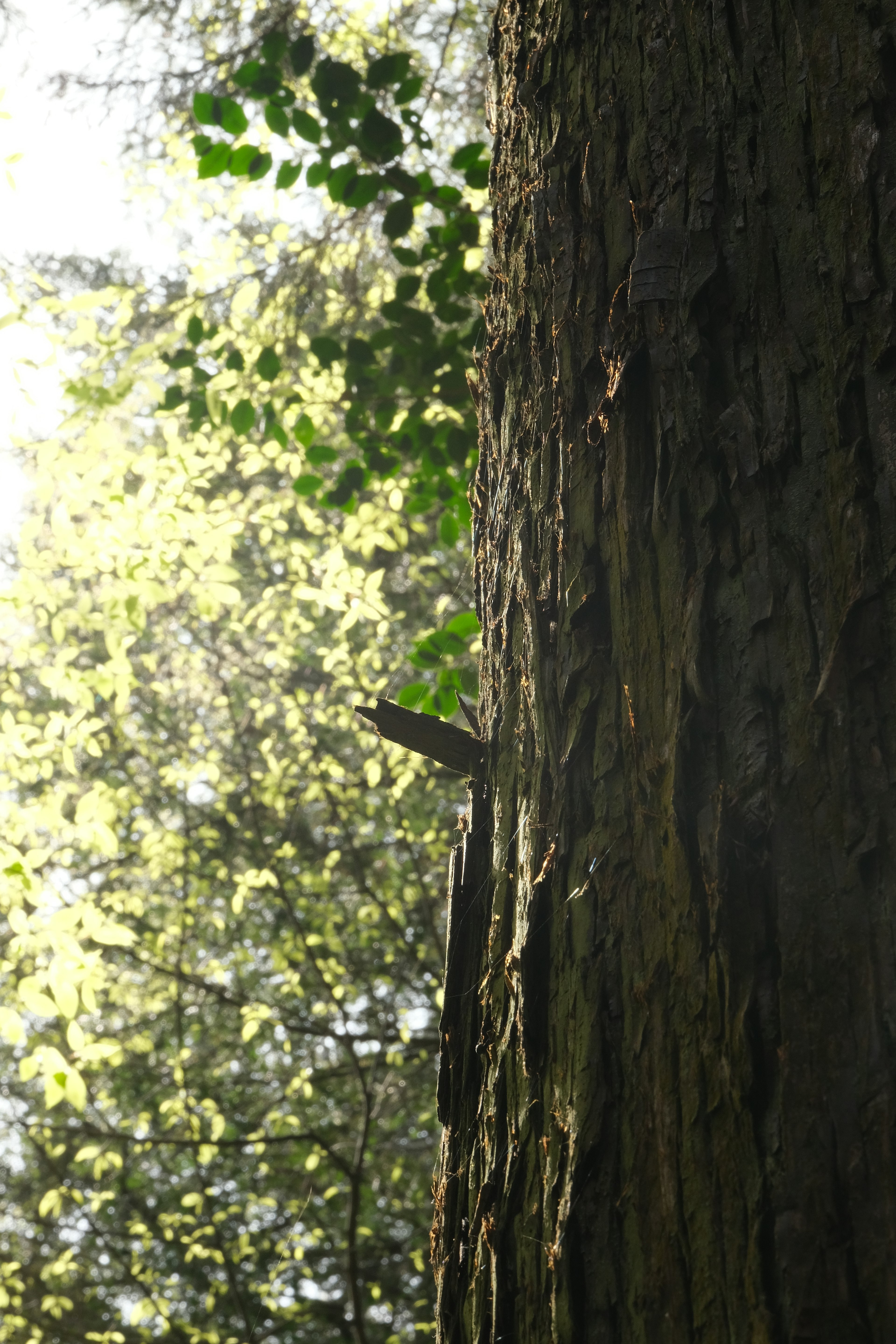 Tronco de árbol con hojas y luz solar filtrándose