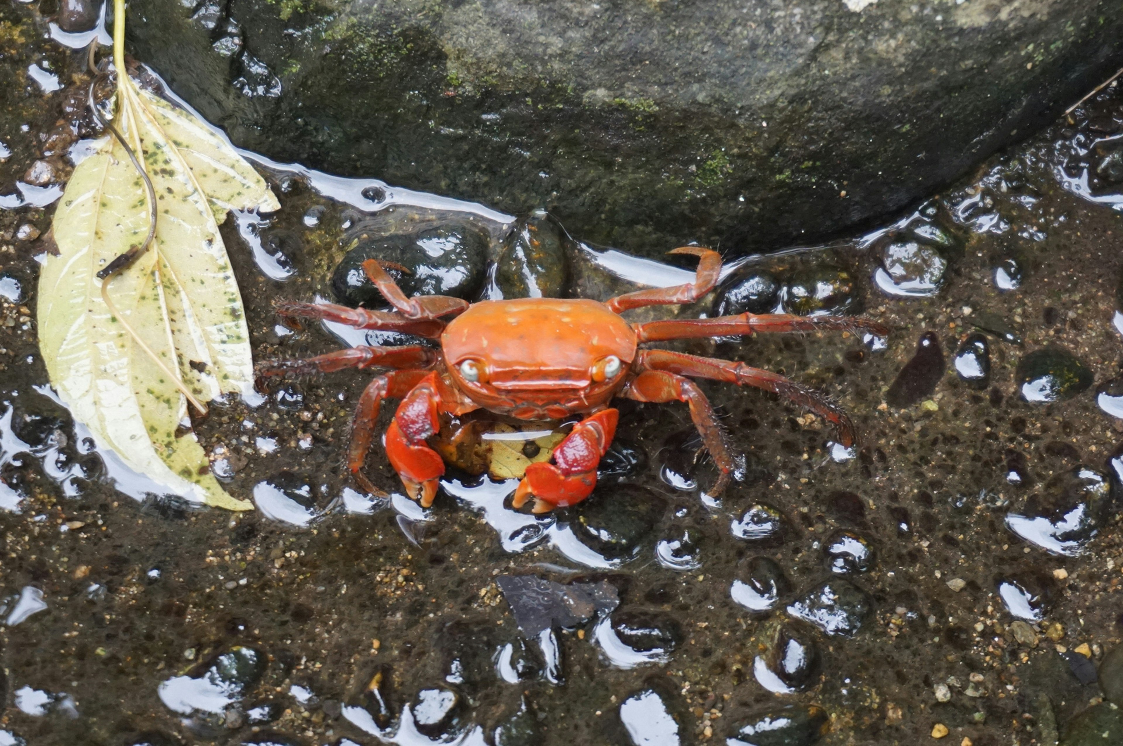 Eine orangefarbene Krabbe in der Nähe eines Felsens in einer Pfütze