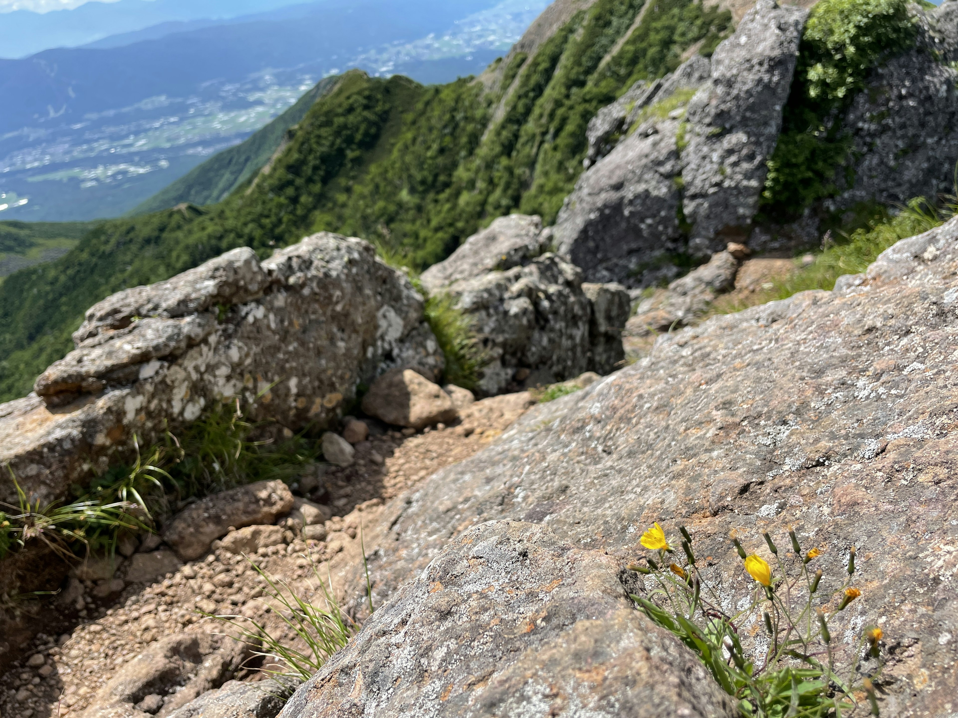 Close-up of rocks and yellow flowers on a mountain summit