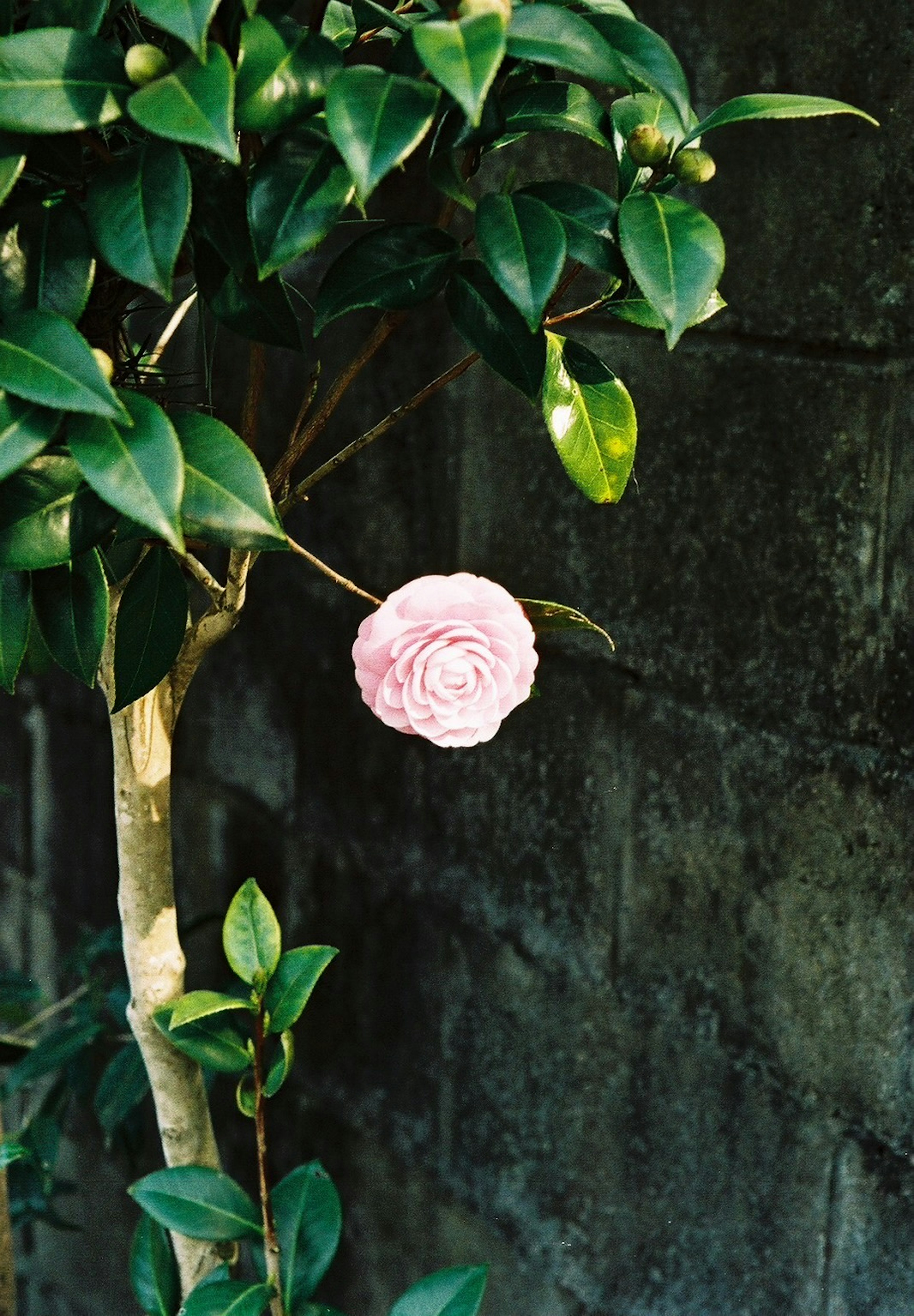 A pink flower blooming on a tree with green leaves against a textured background