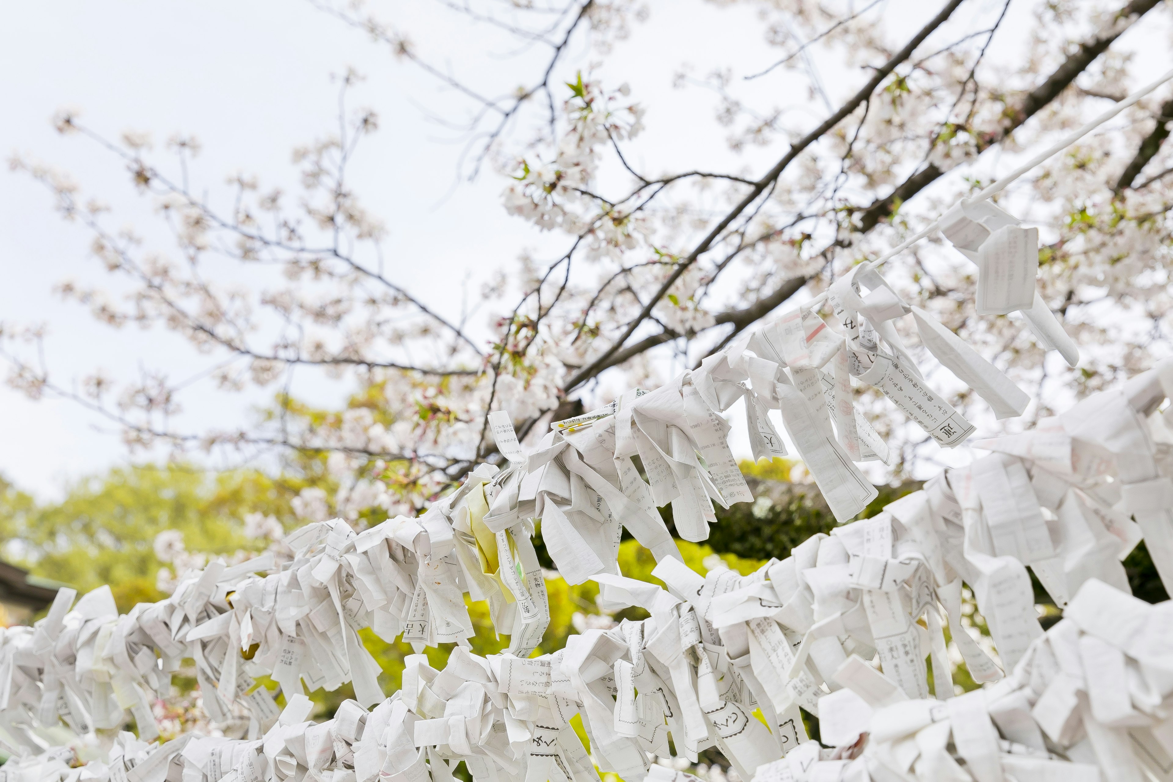 Bündel von weißen Omikuji, die an einem Kirschbaum hängen