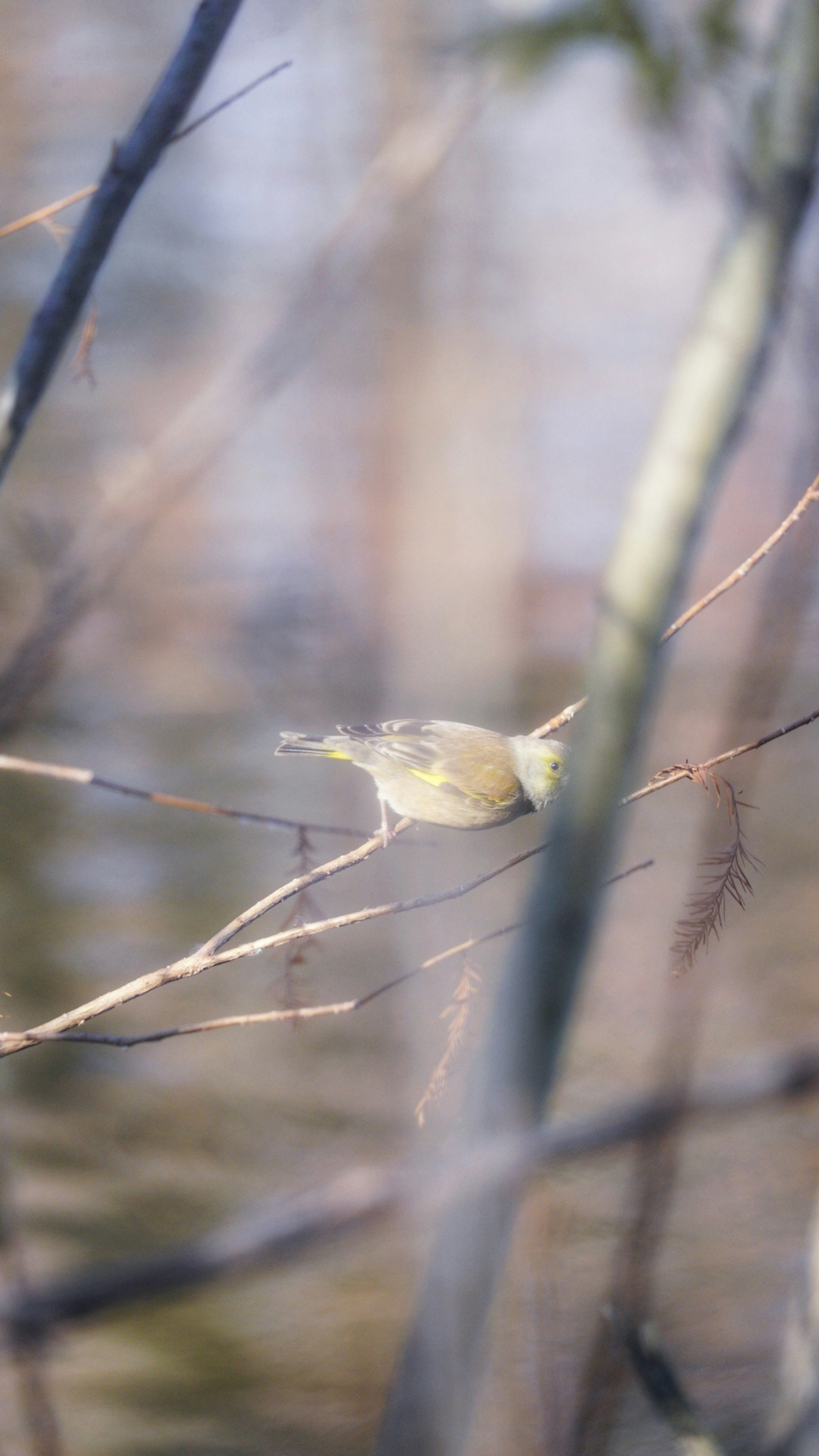 Verschwommene Darstellung eines kleinen gelben Vogels auf einem Ast