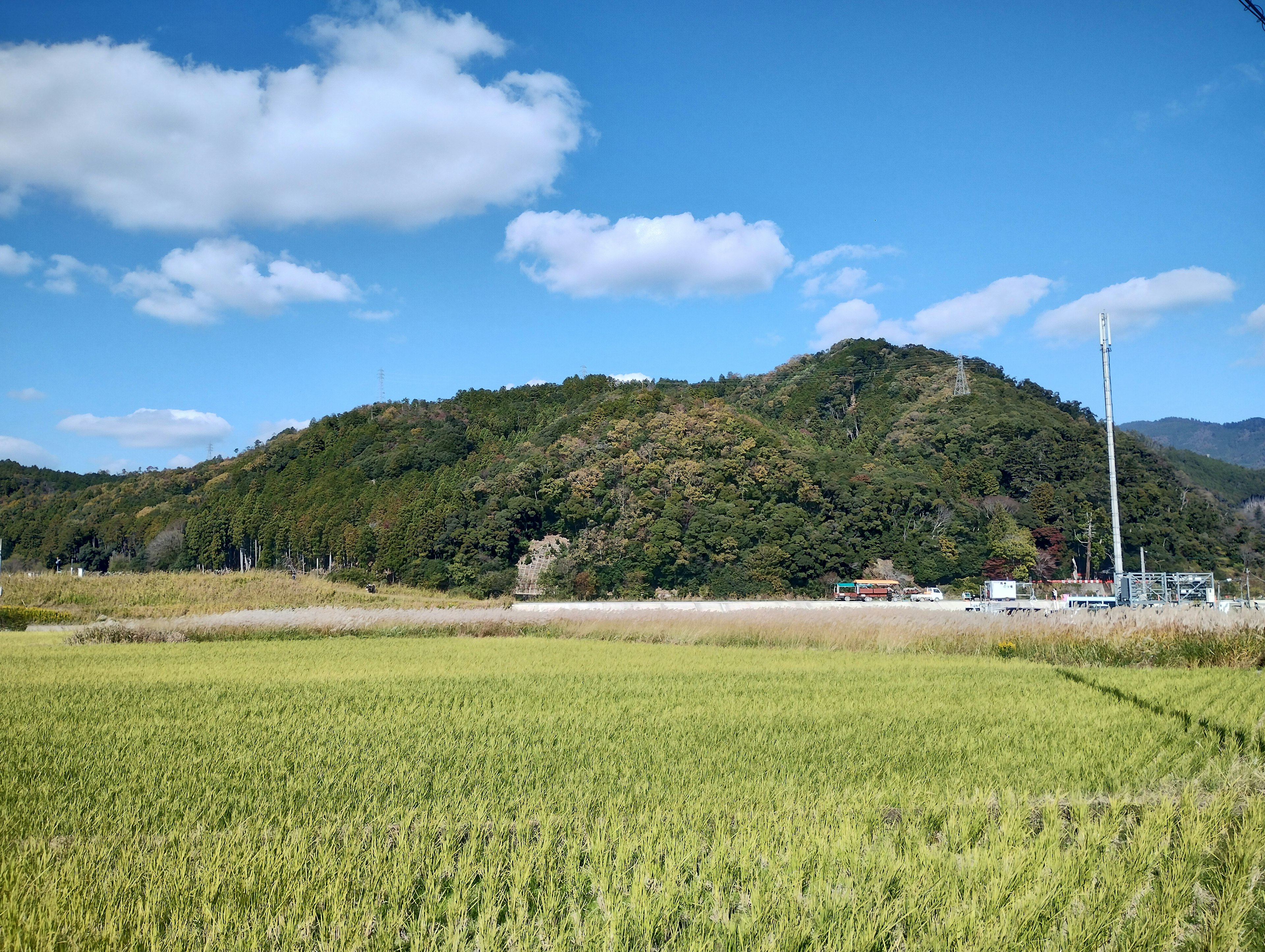 Campos de arroz verdes exuberantes bajo un cielo azul con nubes blancas y una colina en la distancia