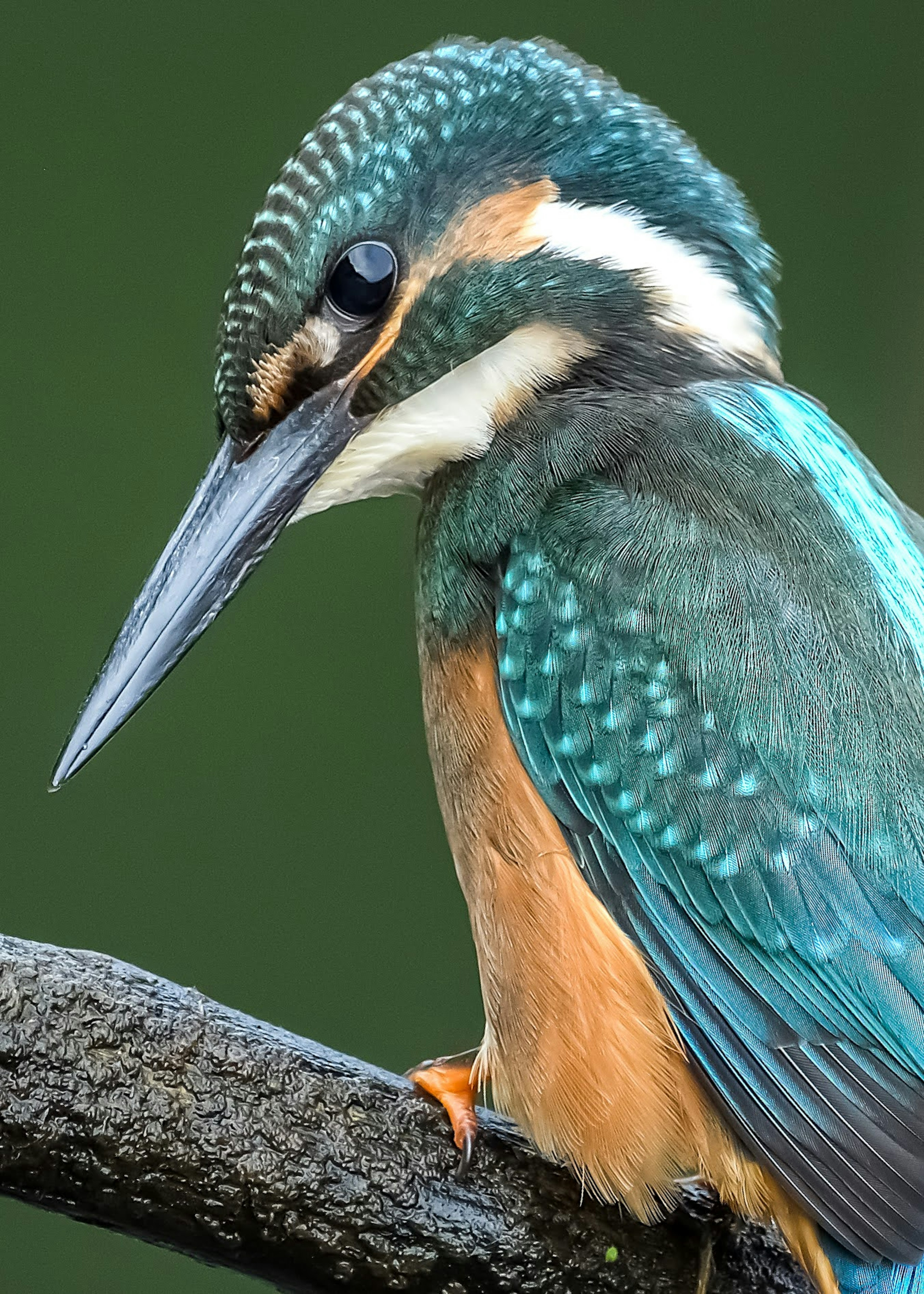 Un martin-pêcheur perché sur une branche affichant un plumage vibrant