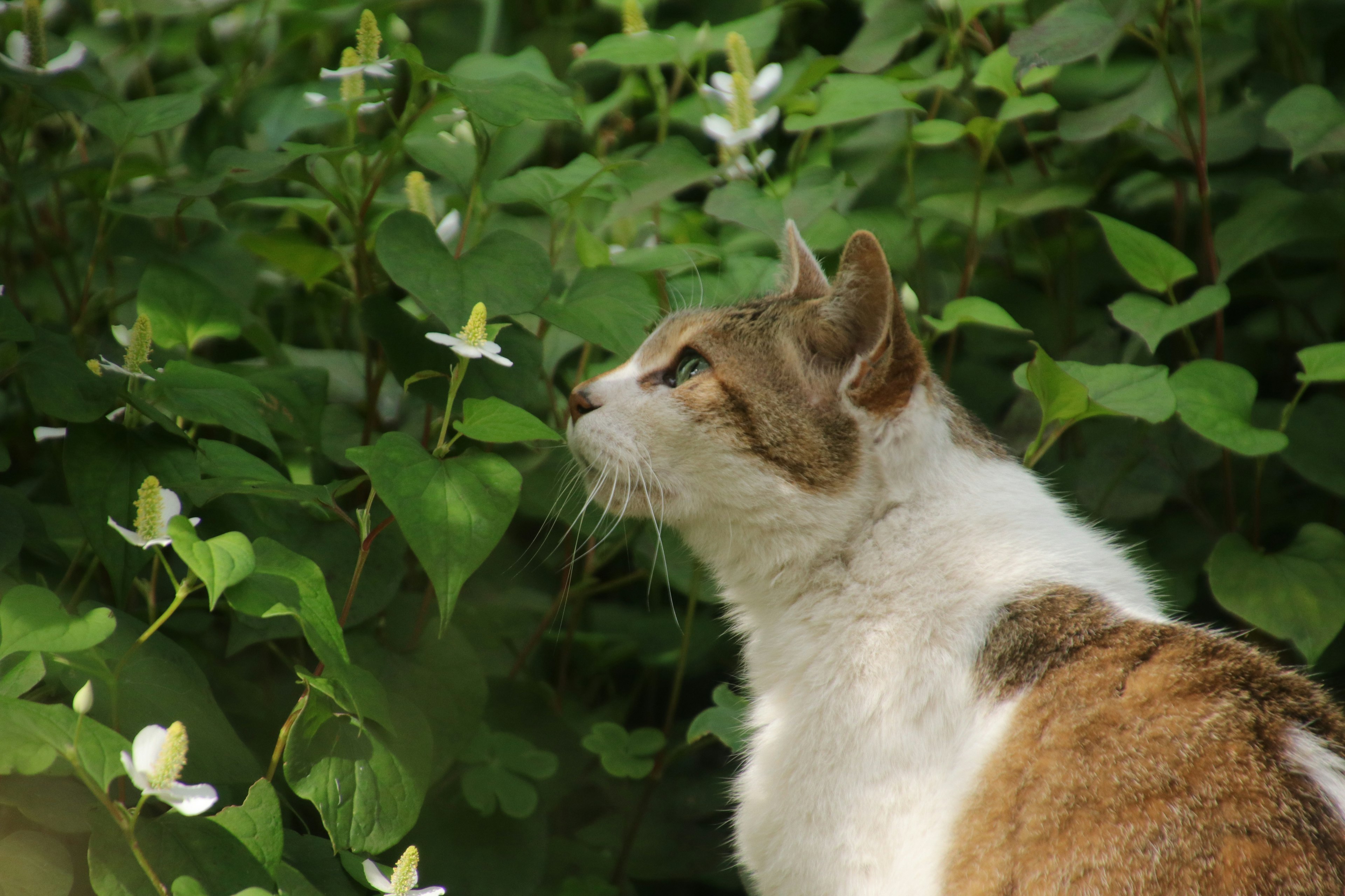 Eine Katze umgeben von Grün und Blumen