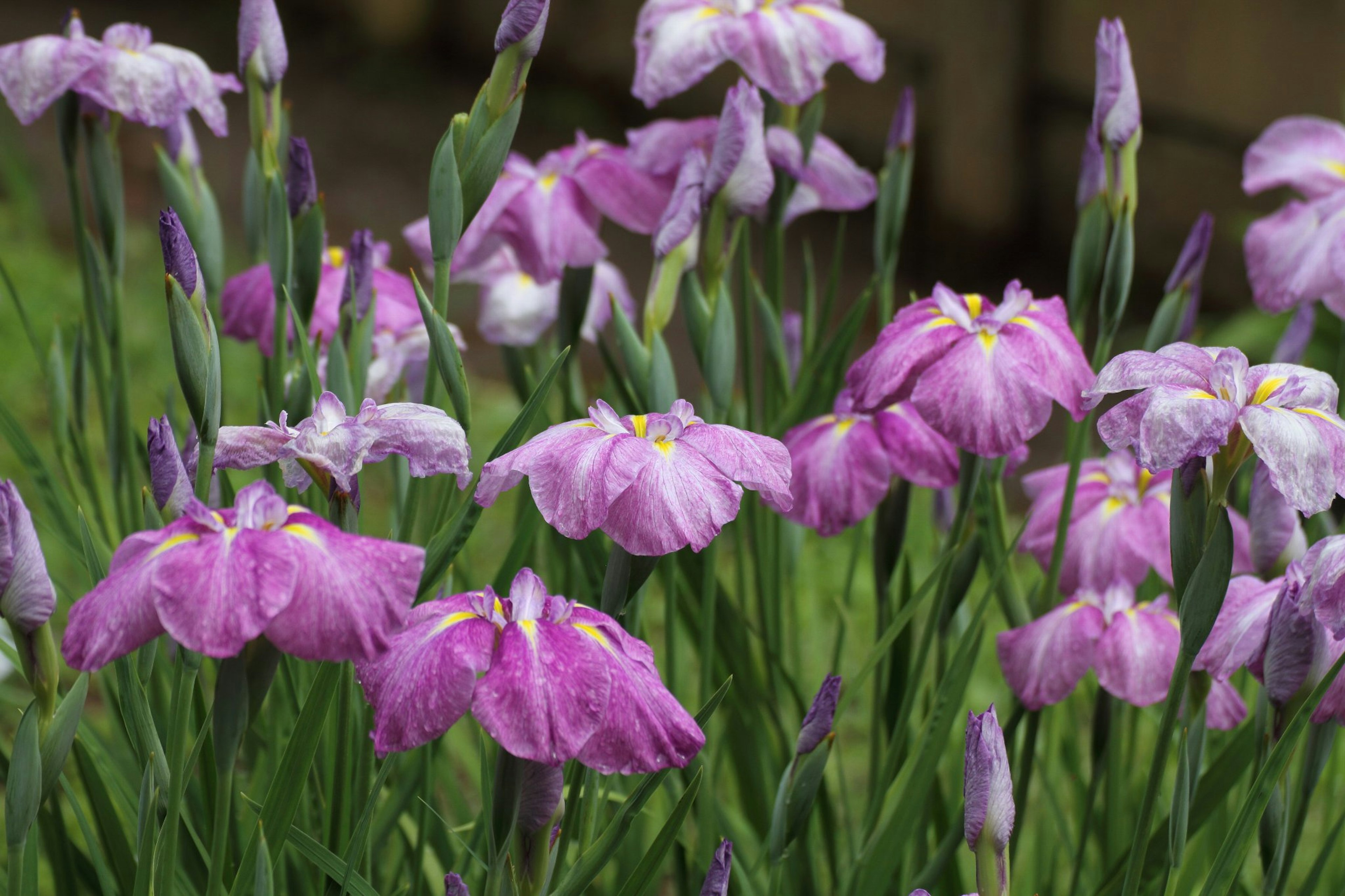 Eine schöne Gartenszene mit blühenden lila Irisblumen