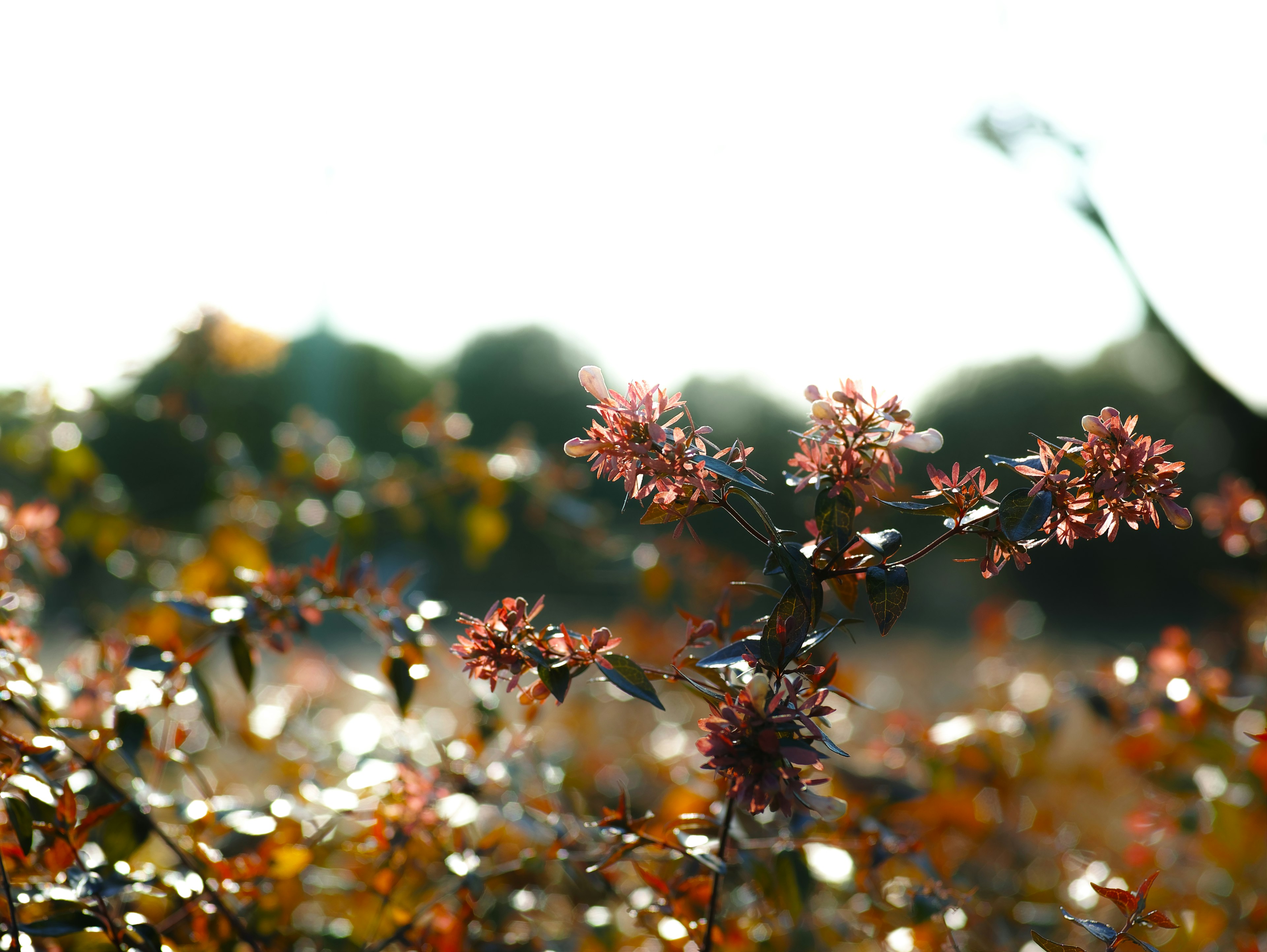 Plante avec des fleurs roses et des feuilles orange sur un fond lumineux