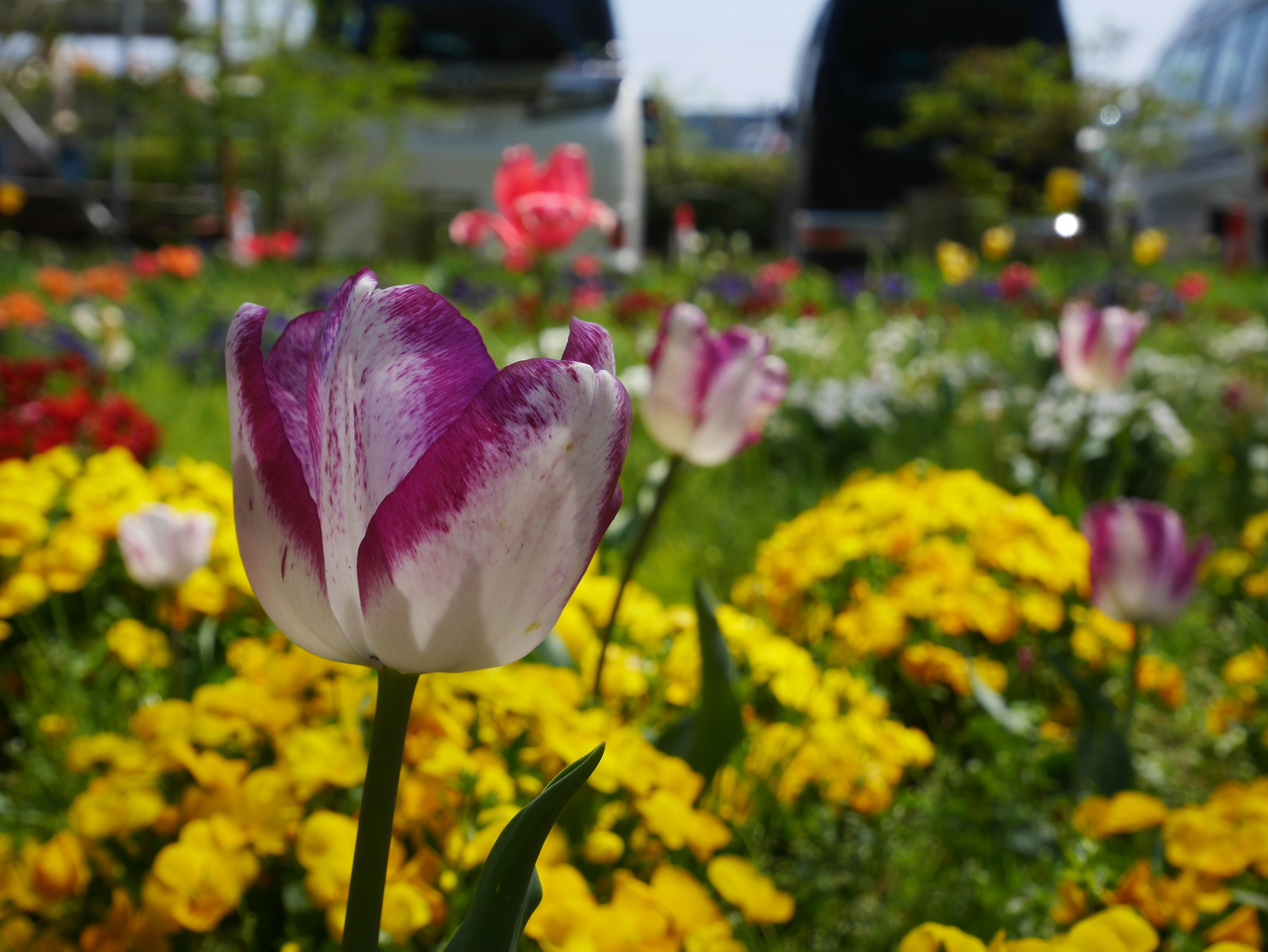 Une belle scène de jardin avec des tulipes violettes et blanches fleurissant parmi des fleurs jaunes