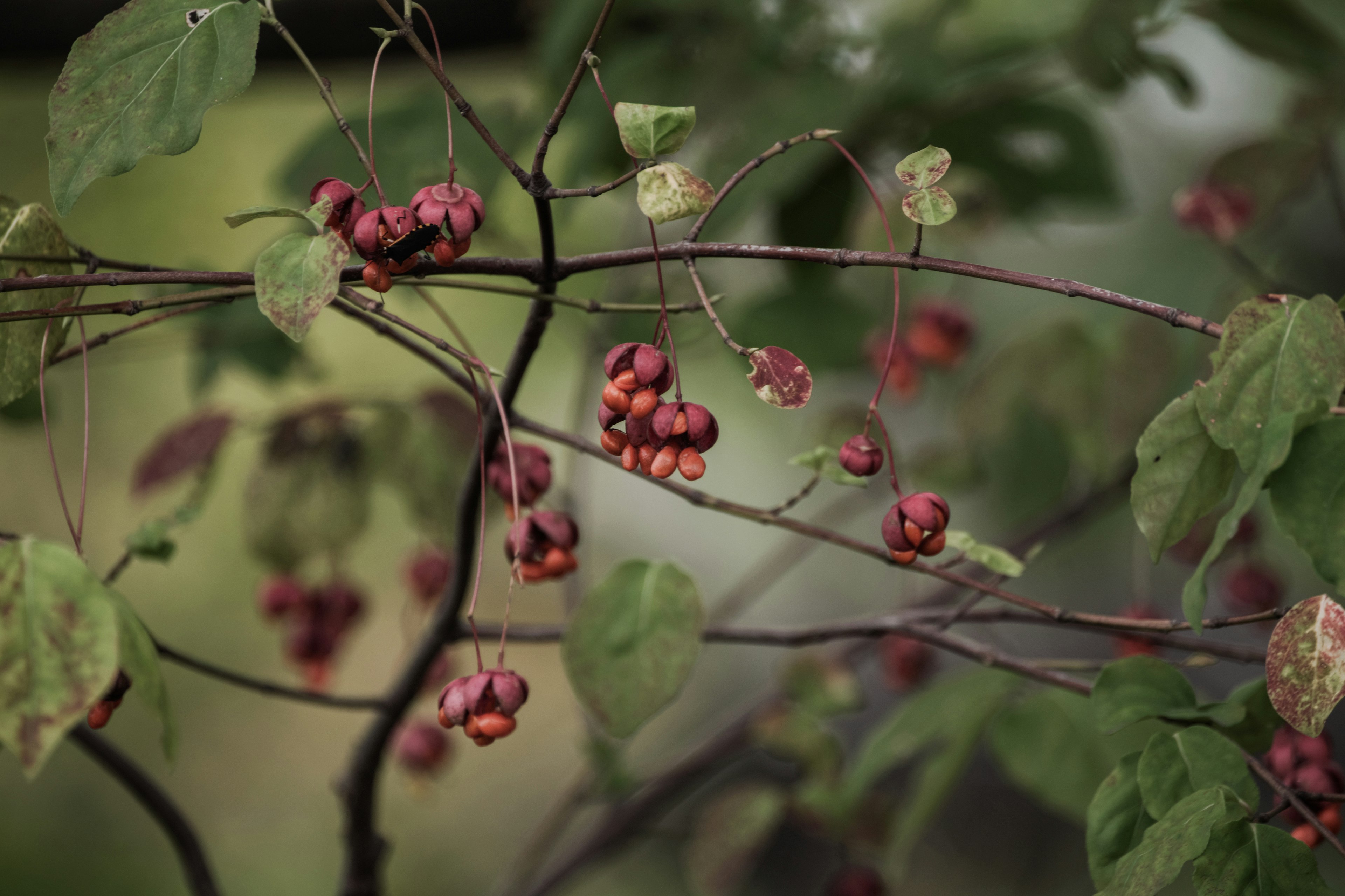 赤い実と緑の葉を持つつる植物のクローズアップ