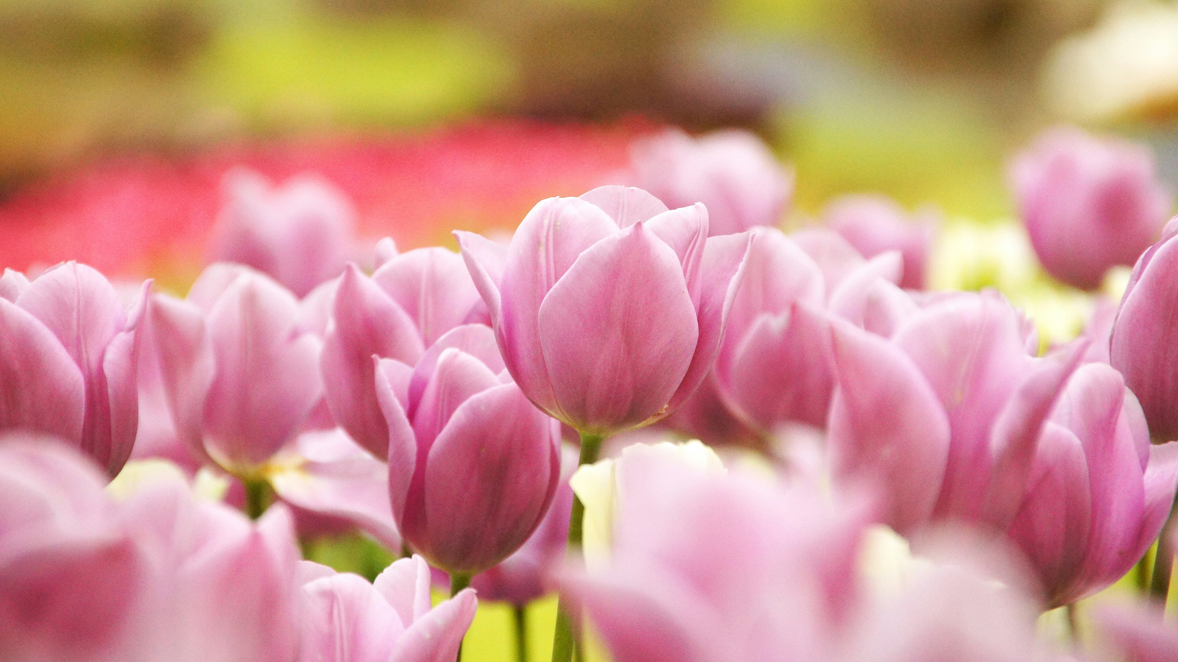 Bunga tulip merah muda yang indah mekar di taman