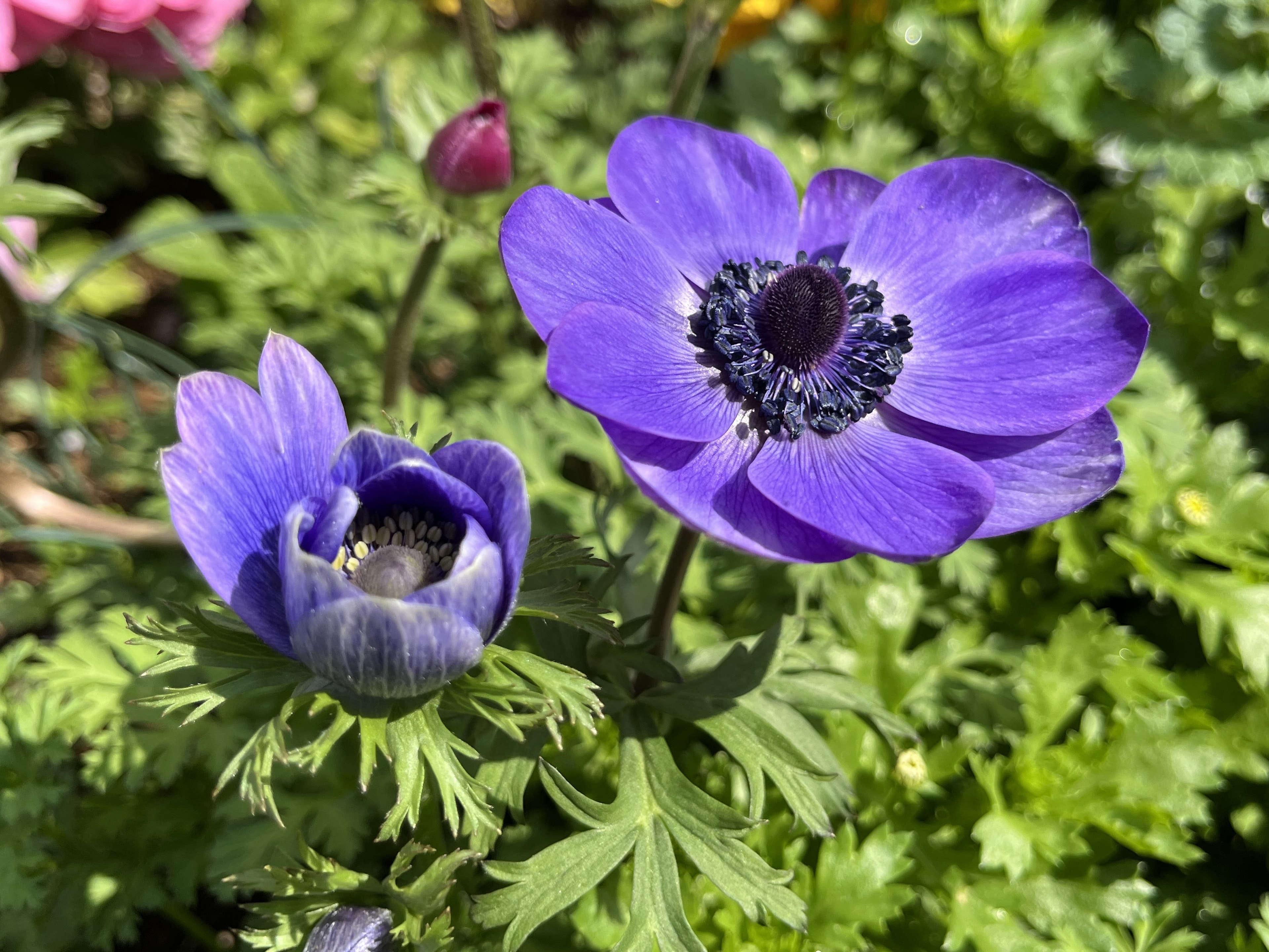 Flores de anémona moradas vibrantes con un capullo en un jardín exuberante