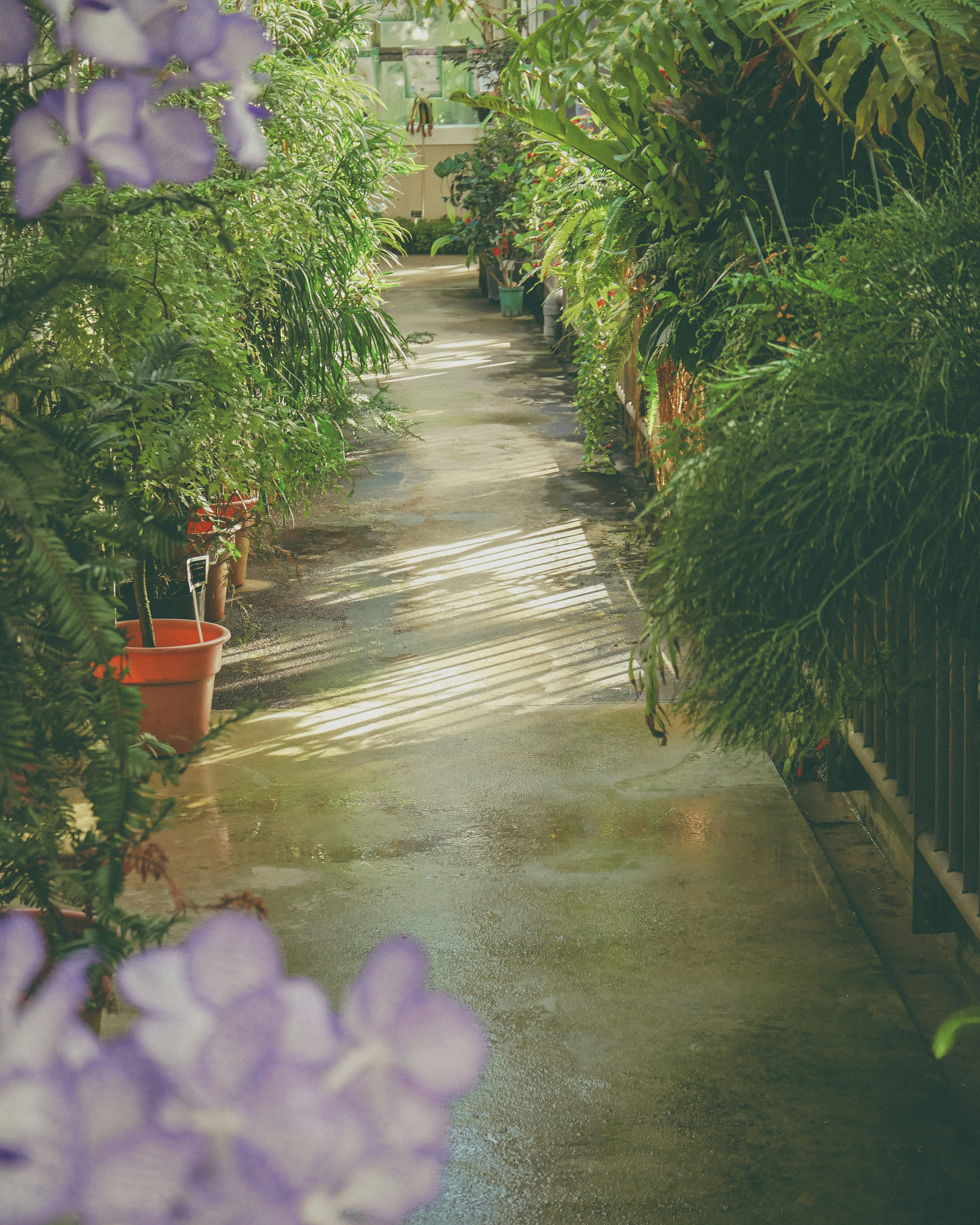 緑豊かな植物に囲まれた明るい通路と紫の花の背景