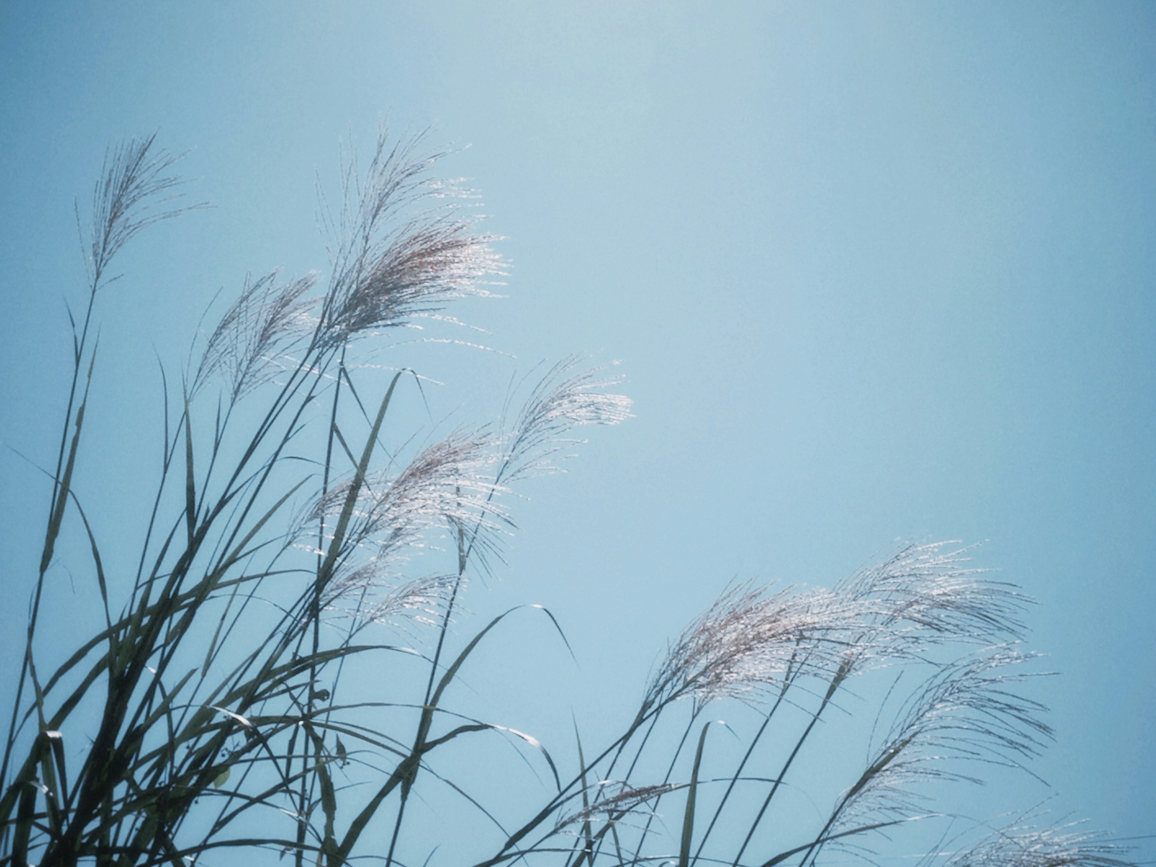 Herbe avec des plumets se balançant contre un ciel bleu