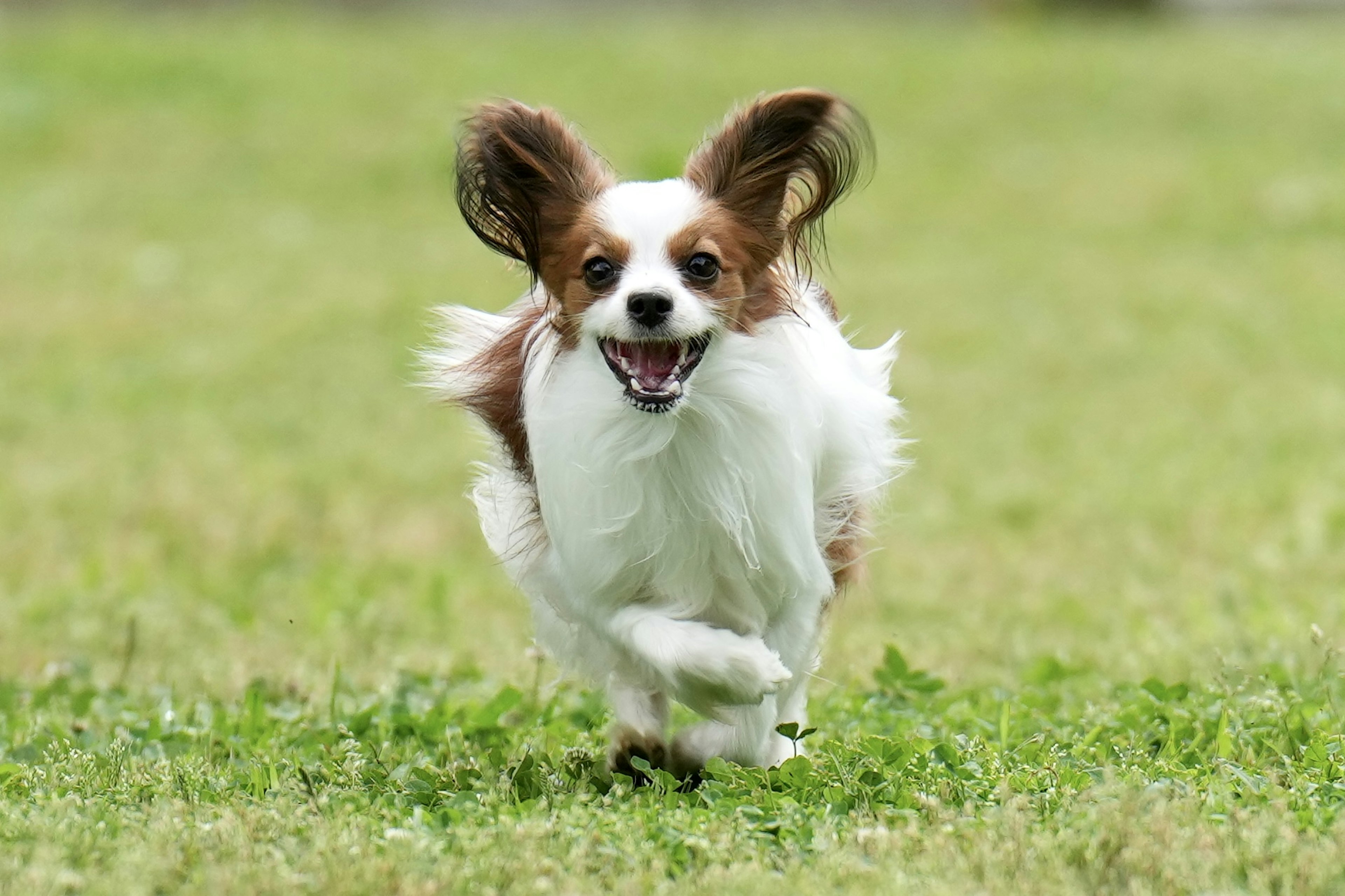 A happy Papillon dog running in a grassy field