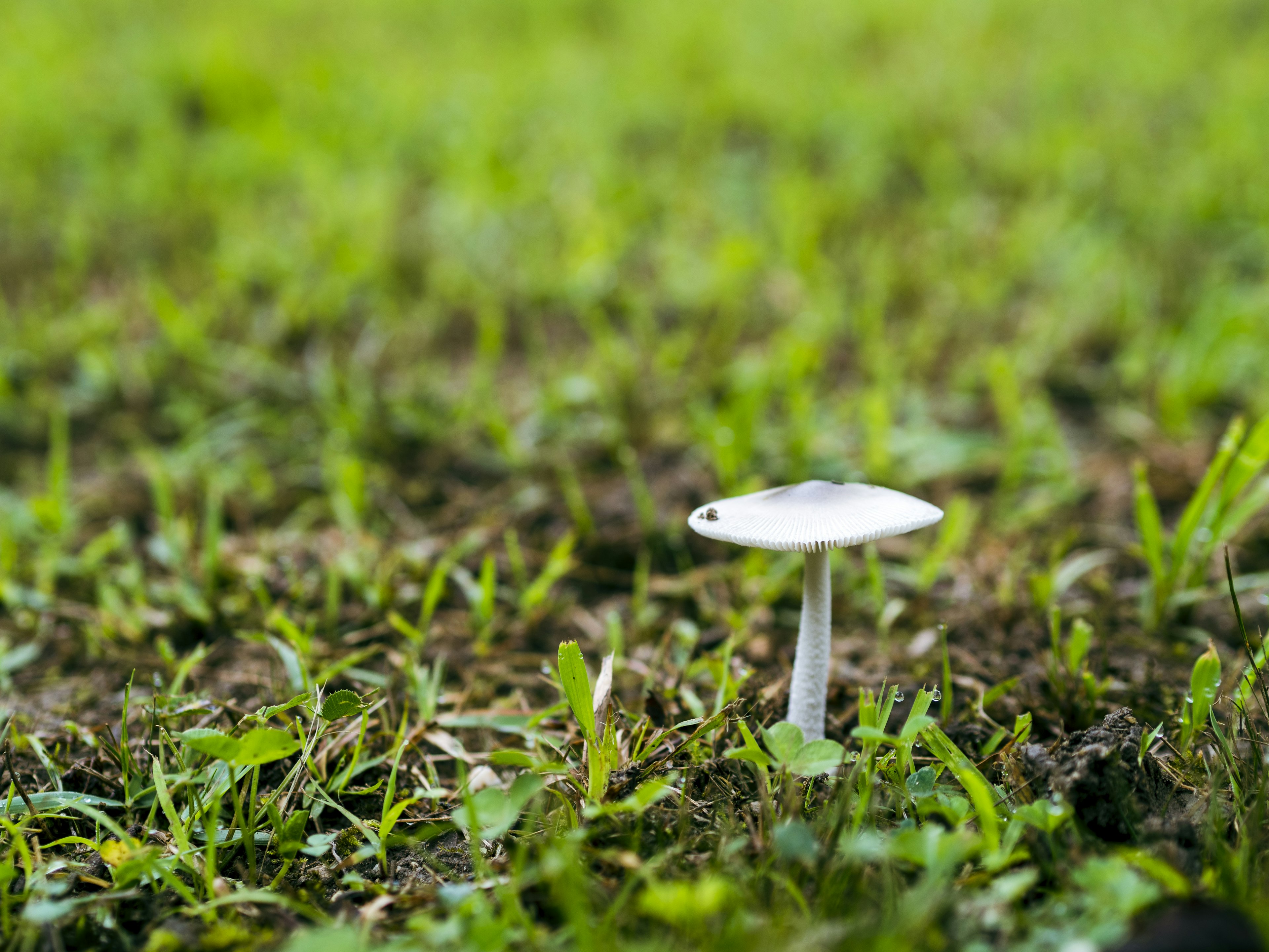 Jamur putih tumbuh di rumput hijau