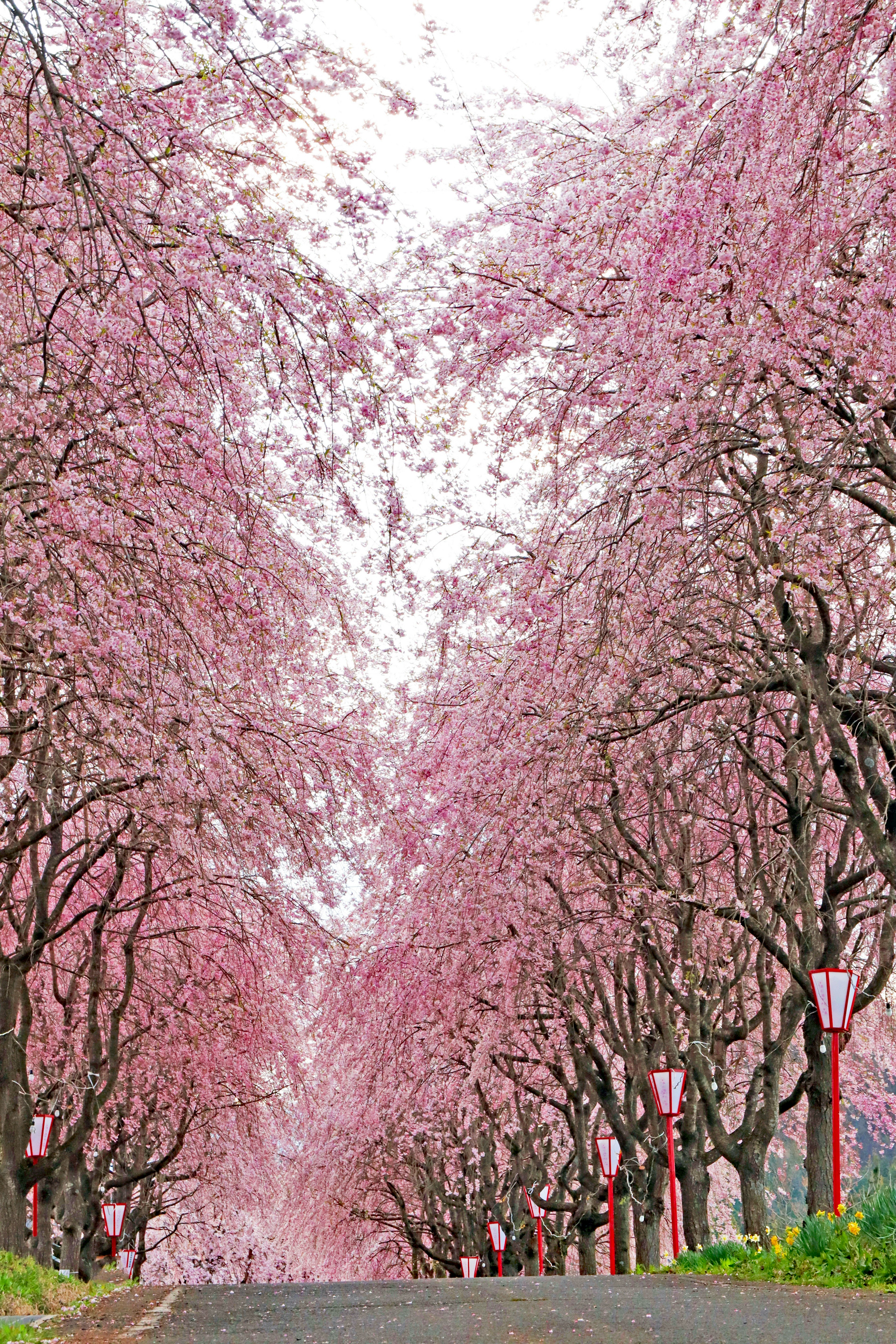 Una bellissima scena di alberi di ciliegio che fiancheggiano un sentiero coperto di fiori rosa