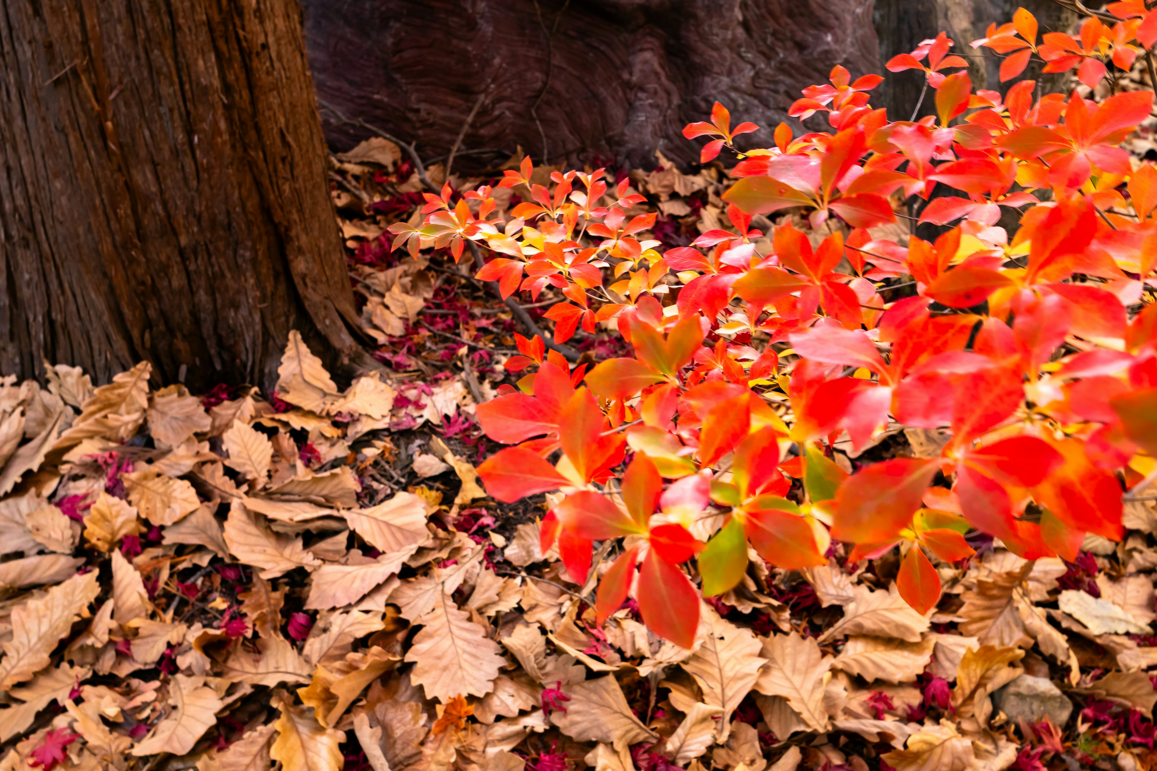 Contrasto tra foglie rosse vivaci e foglie cadute in autunno