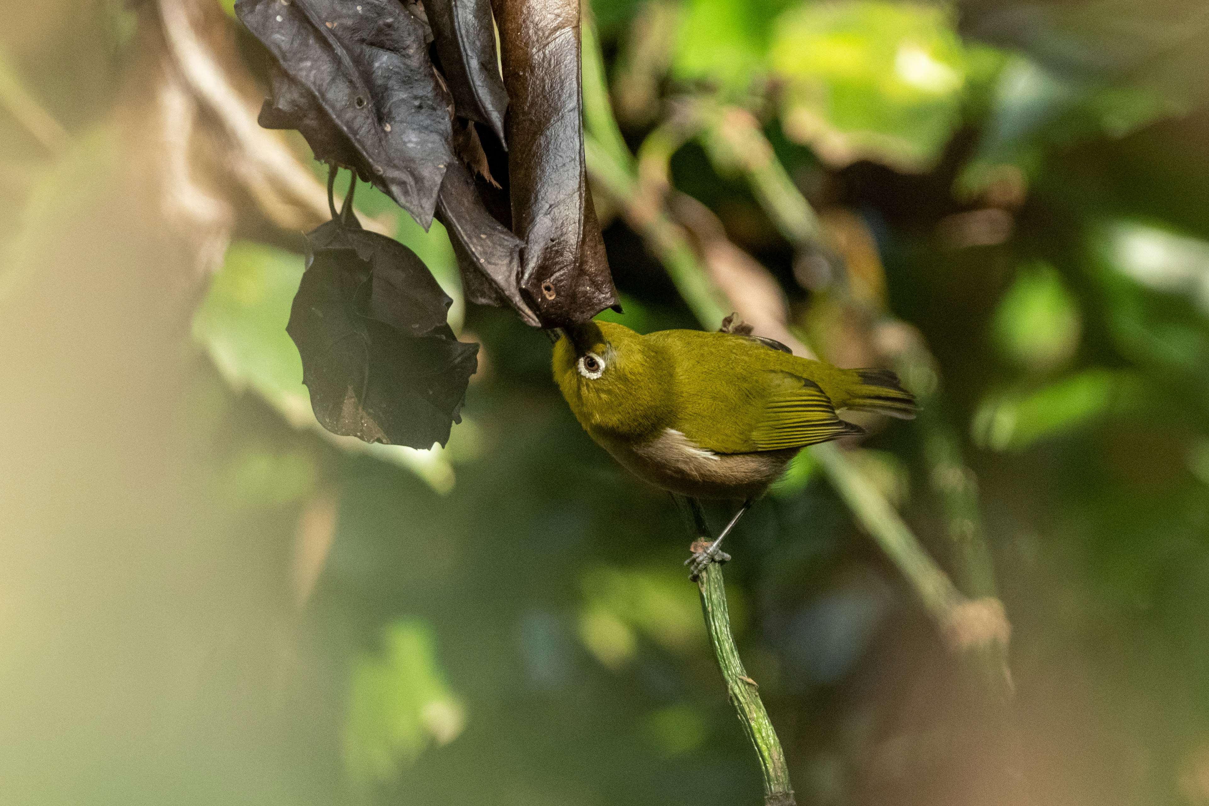 A small green bird searching for food among leaves