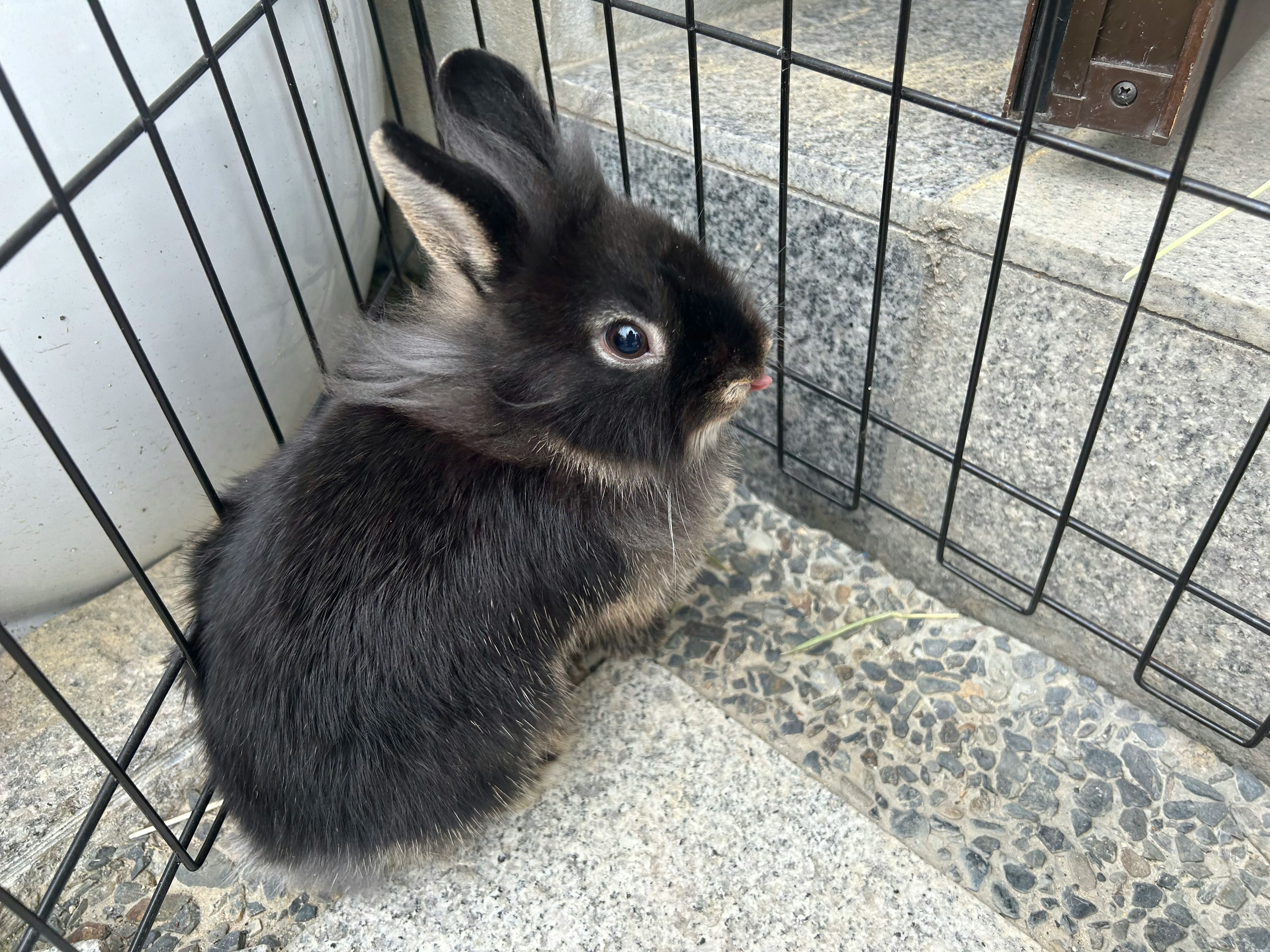 Seekor kelinci hitam kecil duduk di dalam kandang