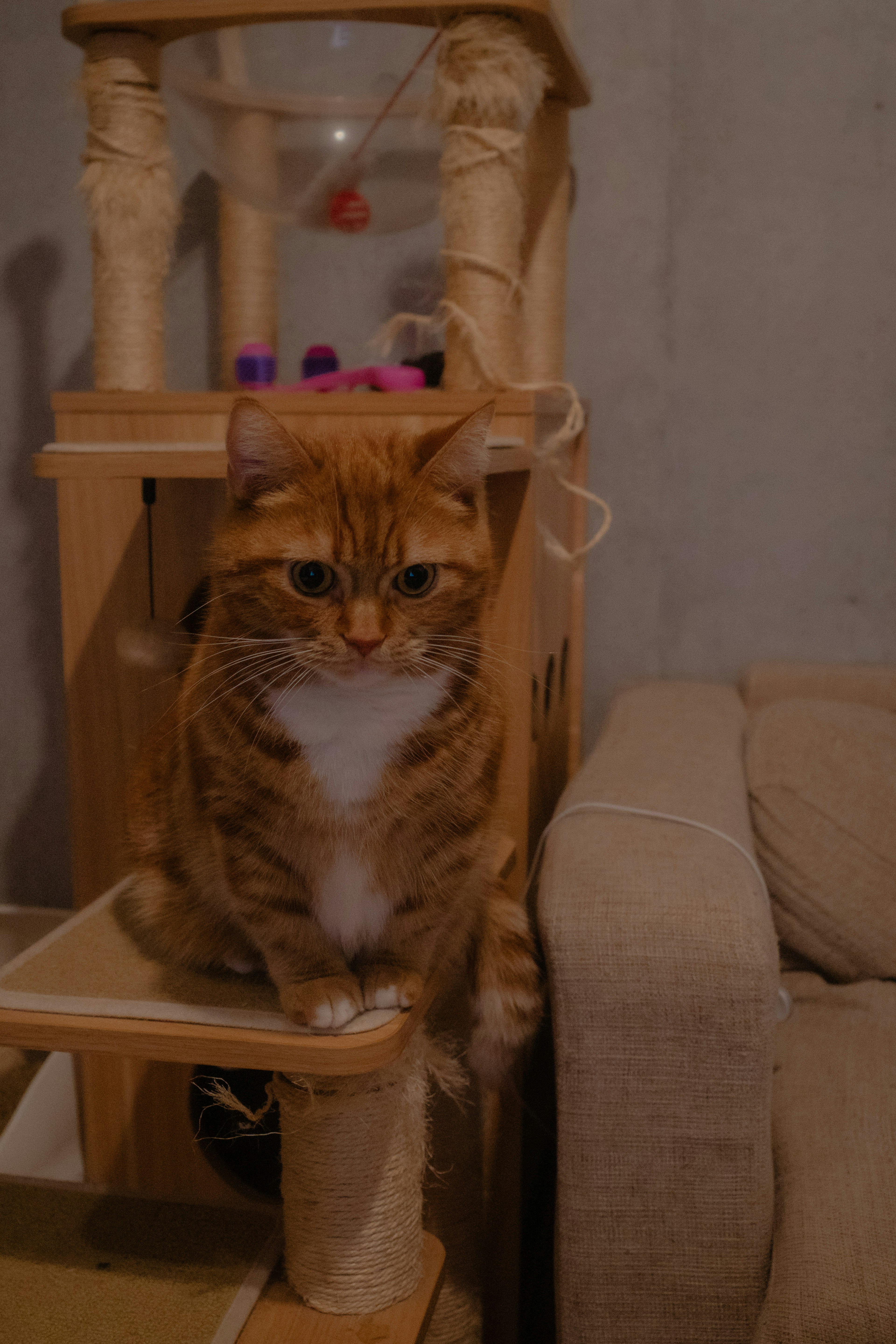 Un chat brun assis sur un arbre à chat