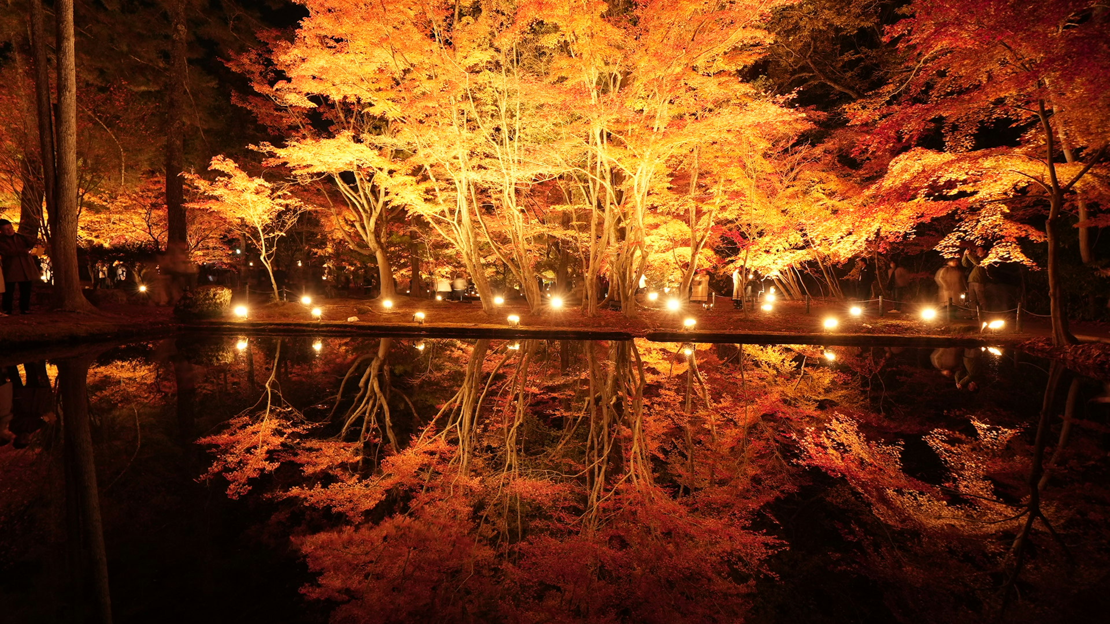 Beaux arbres d'automne se reflétant sur la surface de l'eau la nuit