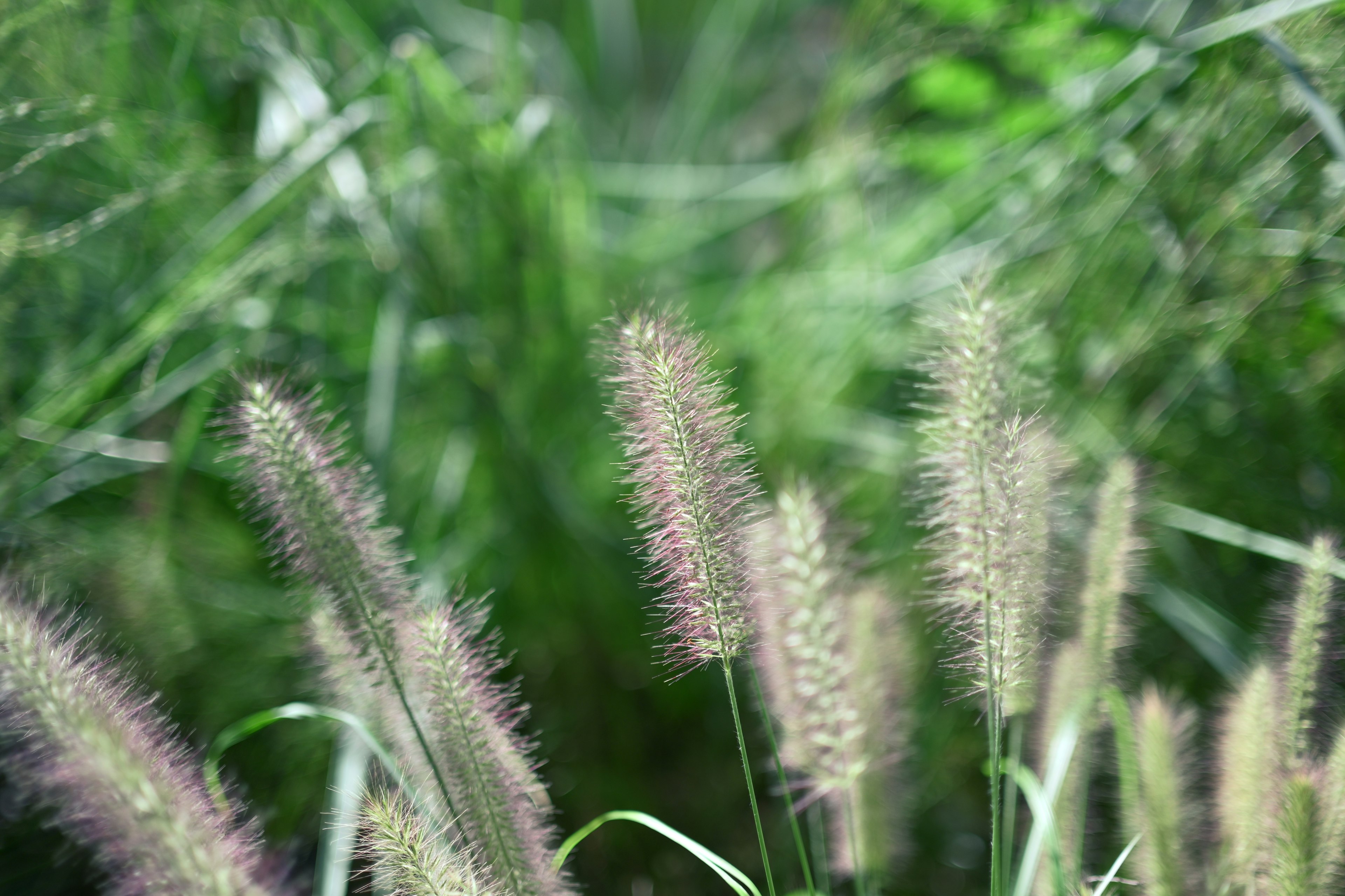 Groupe de spikes d'herbe duveteux contre un arrière-plan vert flou