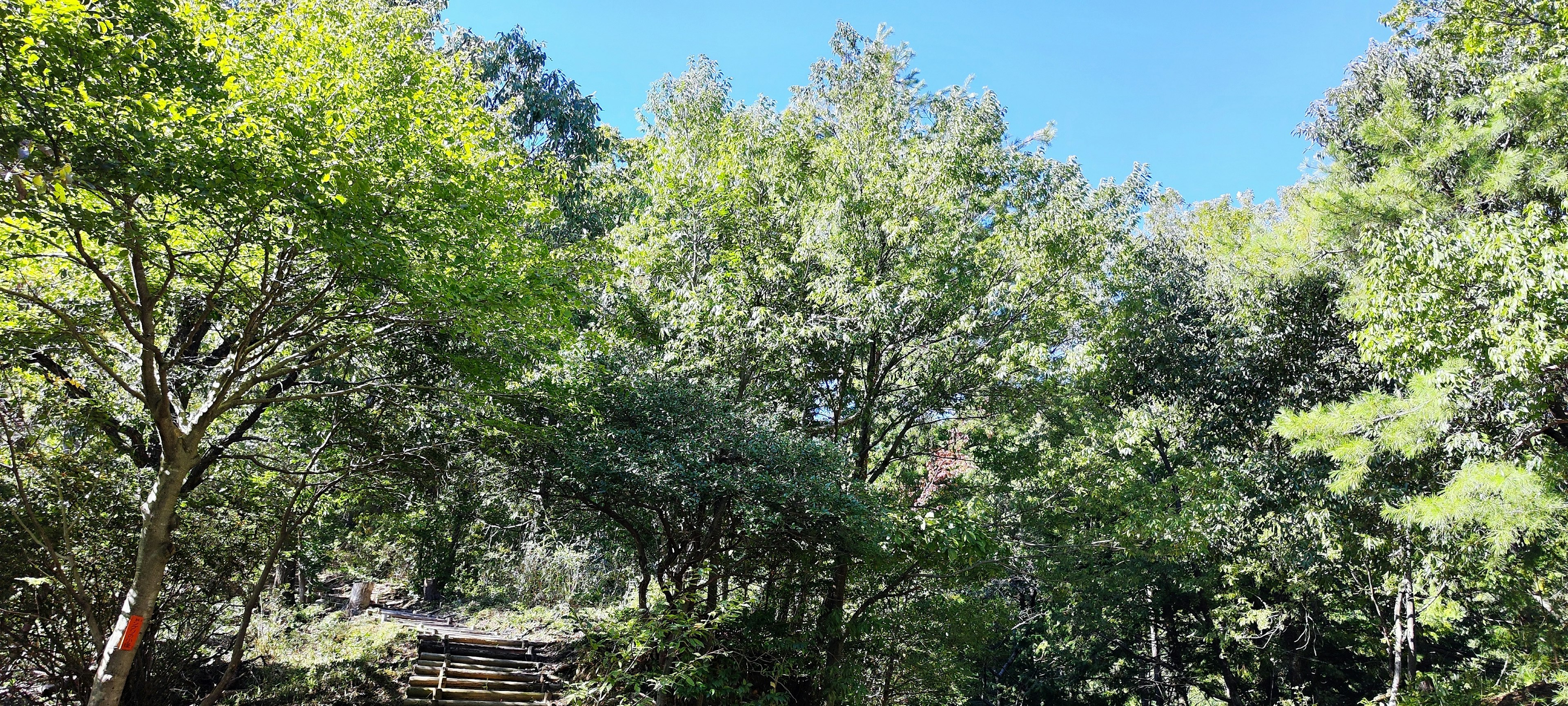 Lush green trees under a clear blue sky