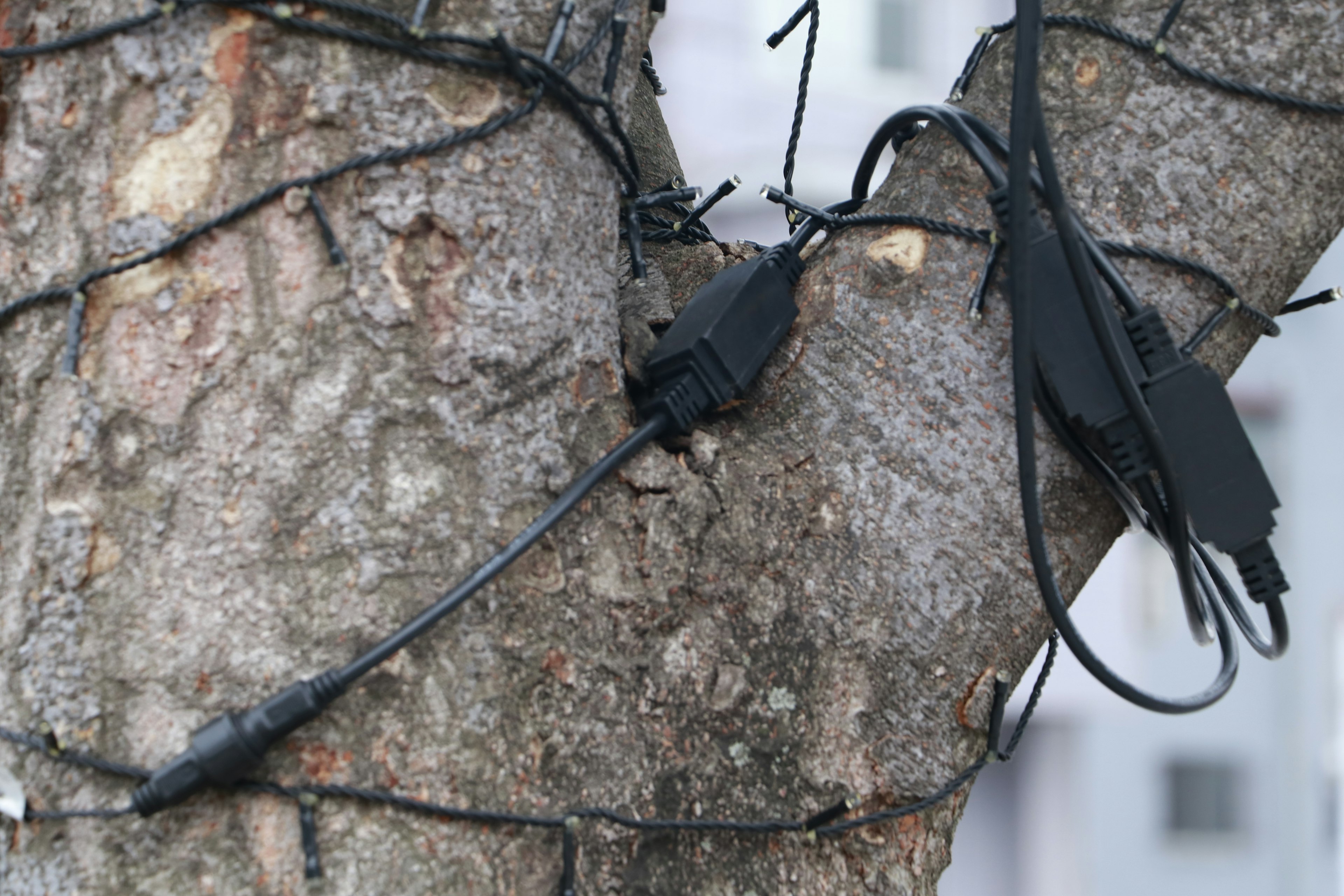 Schwarzes Kabel und Netzteil um einen Baumstamm gewickelt