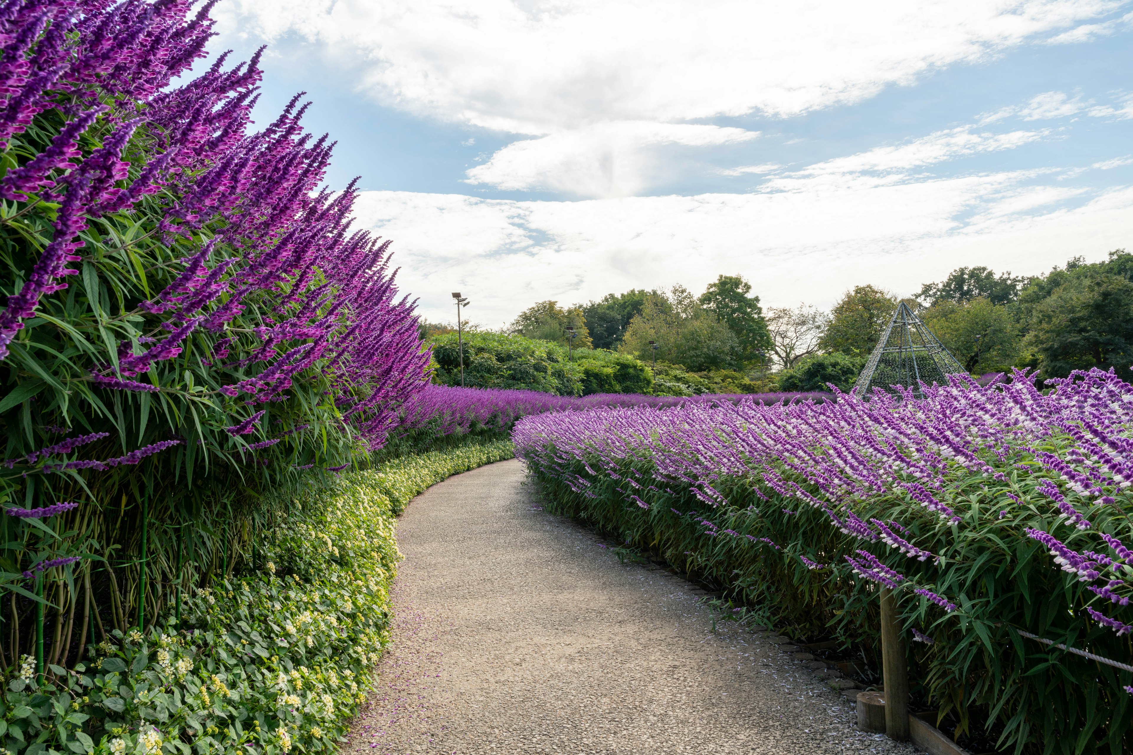 Malerscher Weg gesäumt von lebhaften lila Blumen