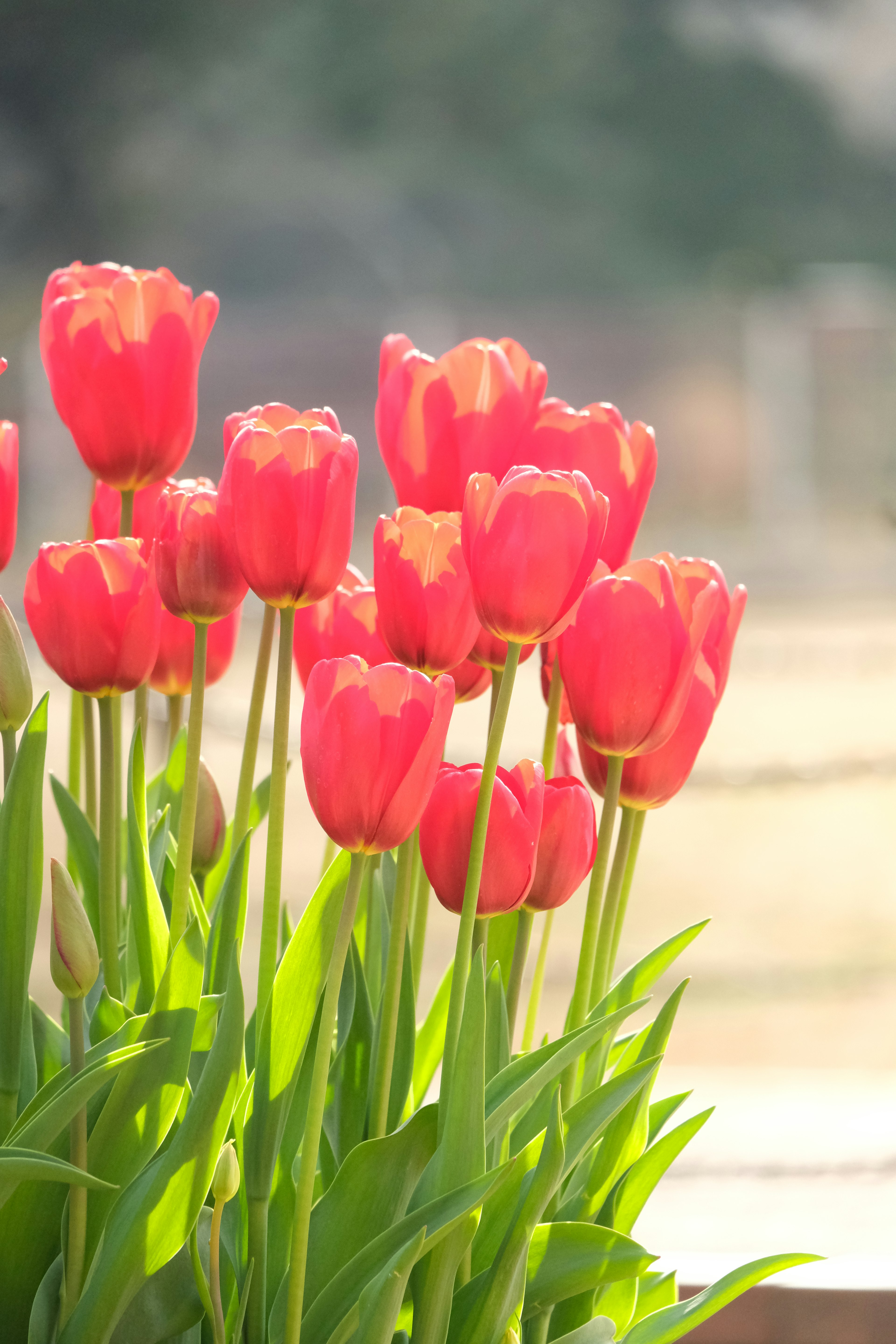 Sekumpulan bunga tulip merah muda yang mekar dengan daun hijau