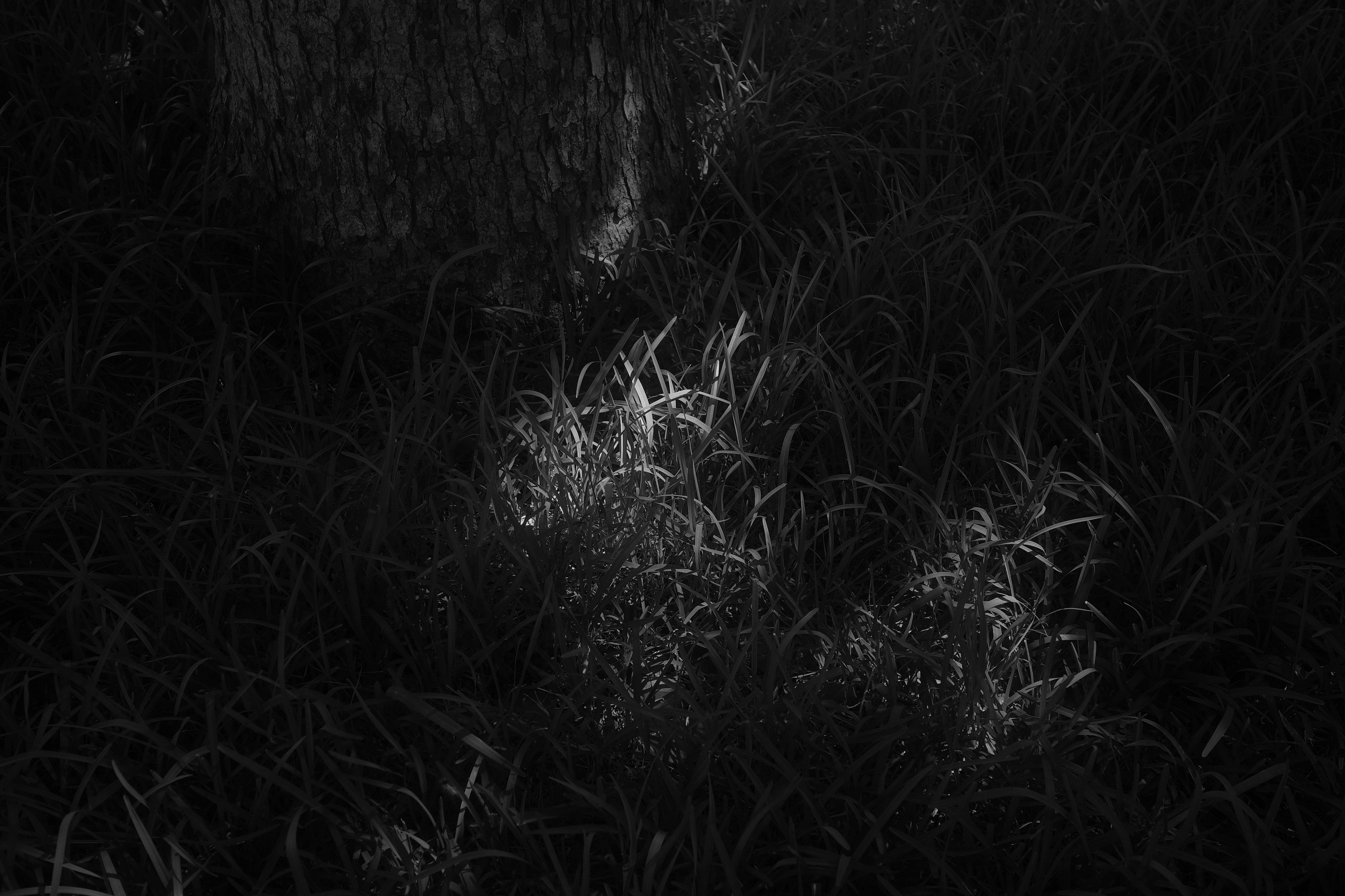 Monochrome image featuring bright grass against a dark background