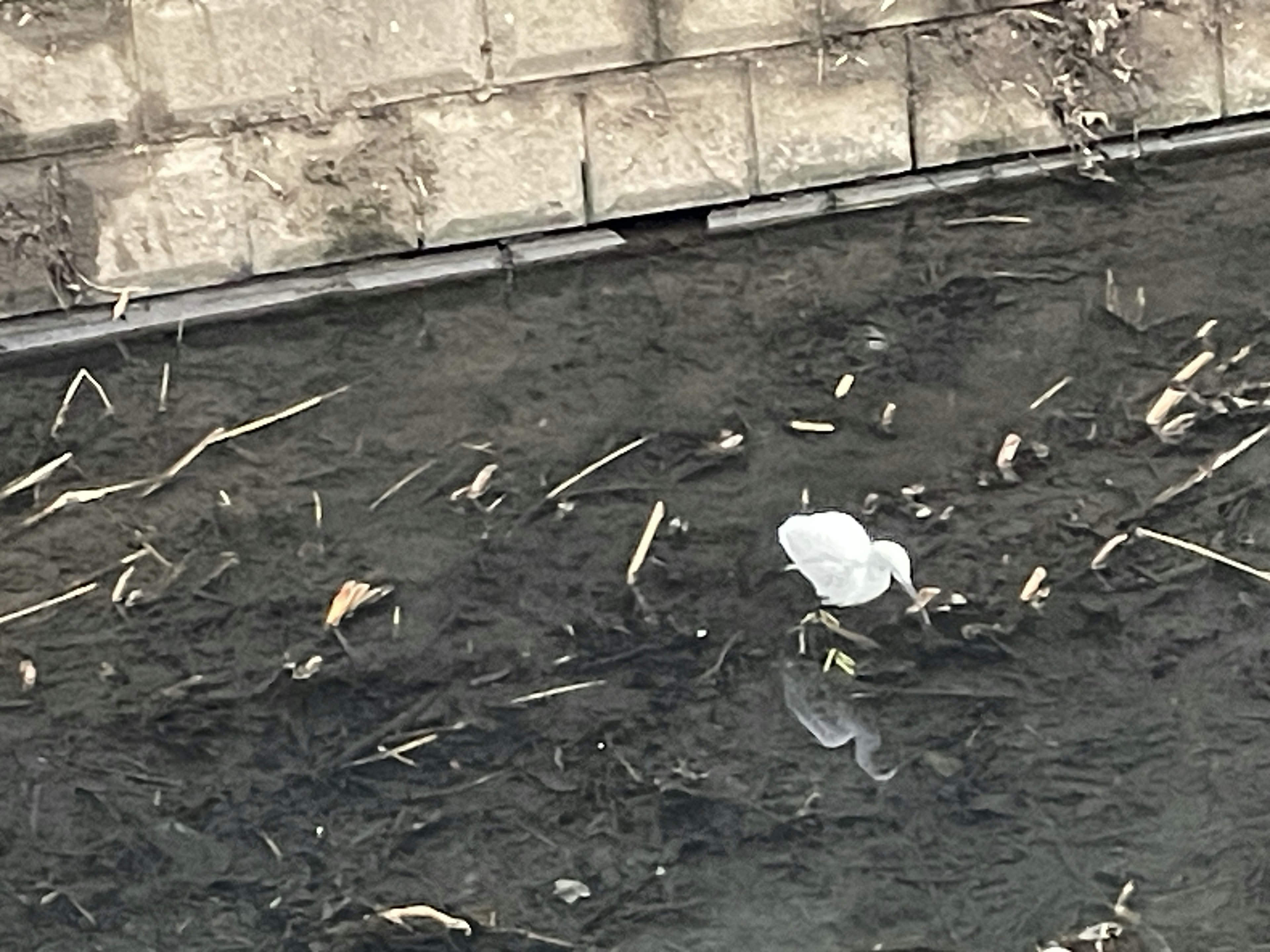 Un oiseau blanc debout dans l'eau peu profonde avec des débris naturels