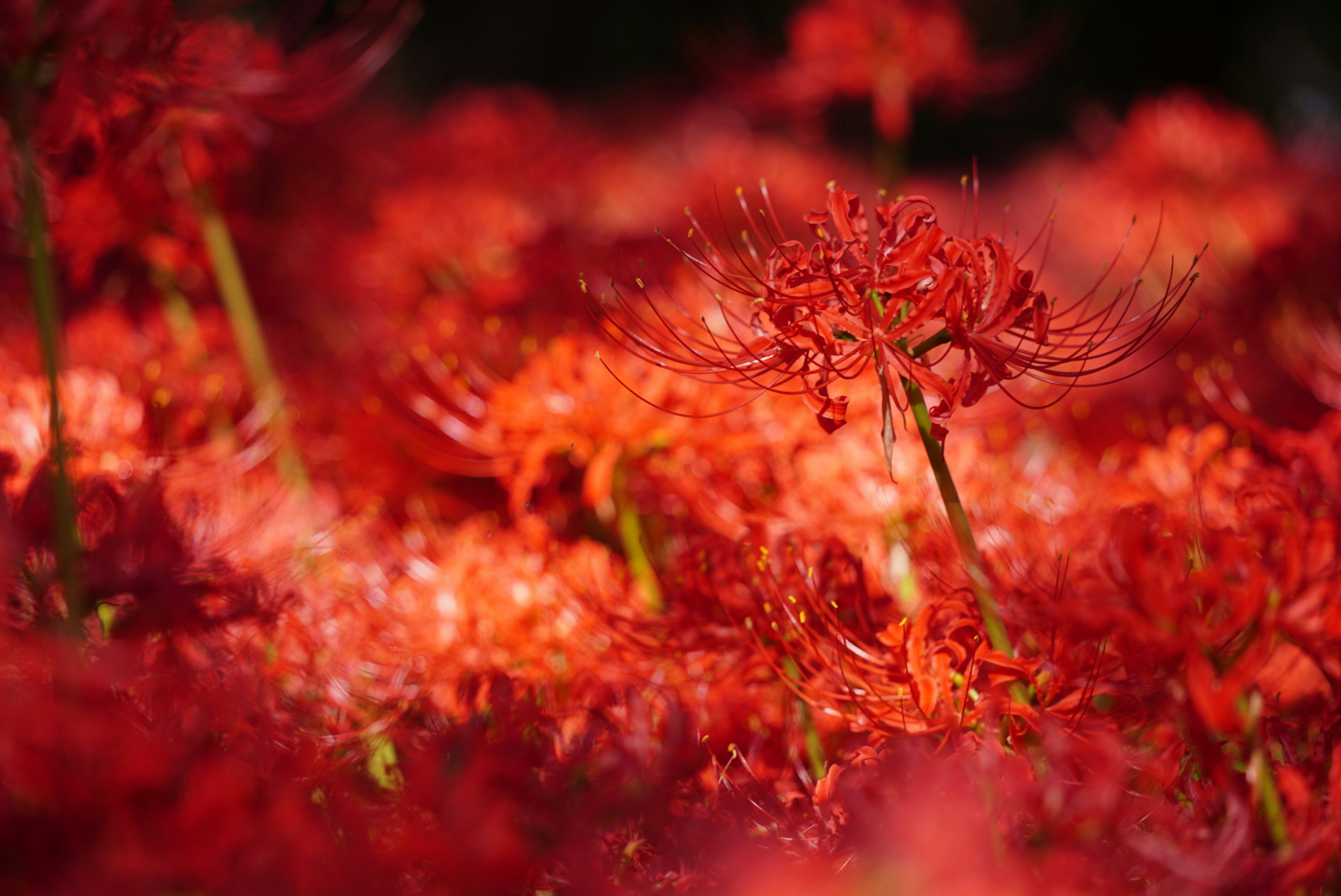 鮮豔的紅色蜘蛛百合叢形成美麗的風景