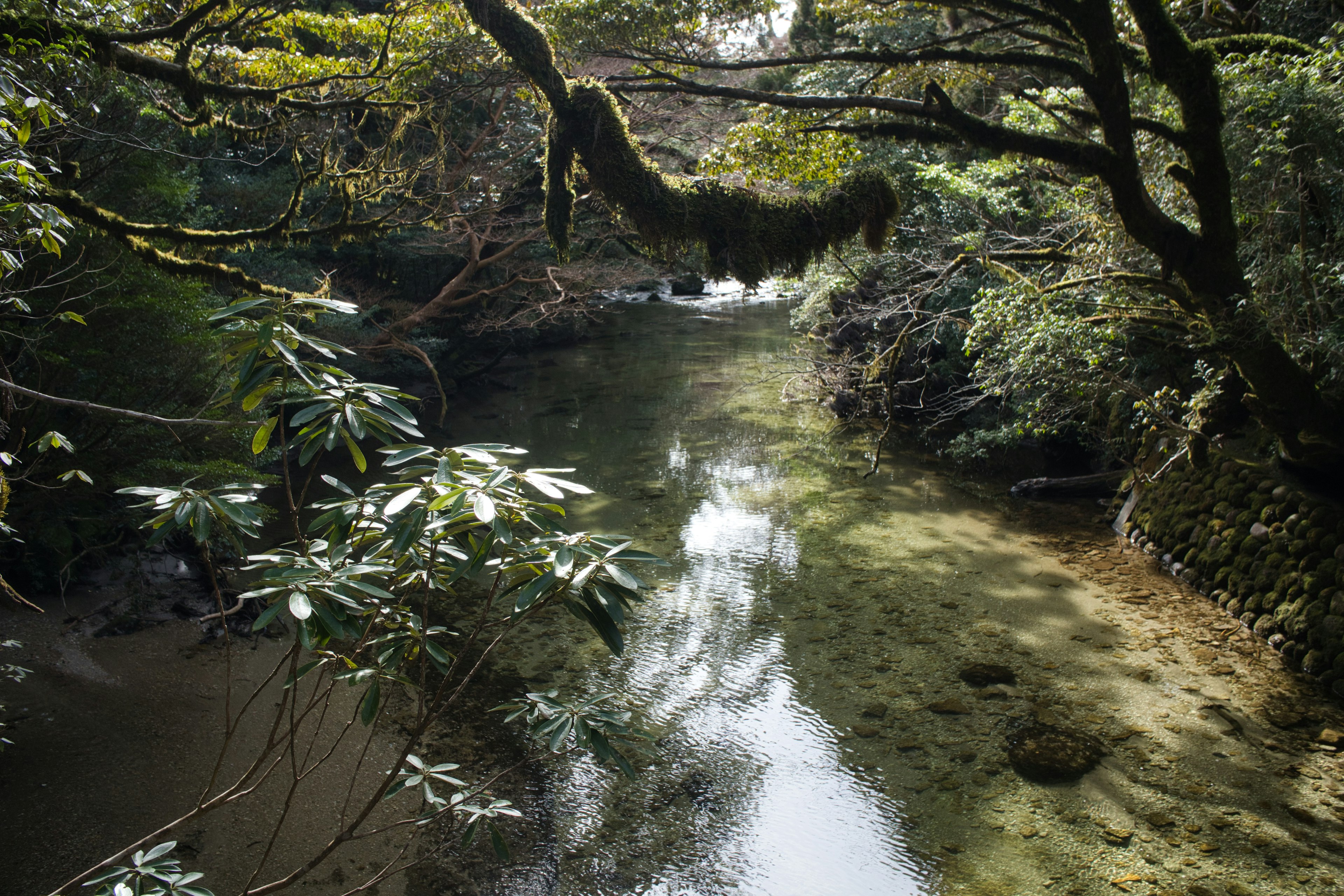 Fiume sereno che scorre attraverso una vegetazione lussureggiante