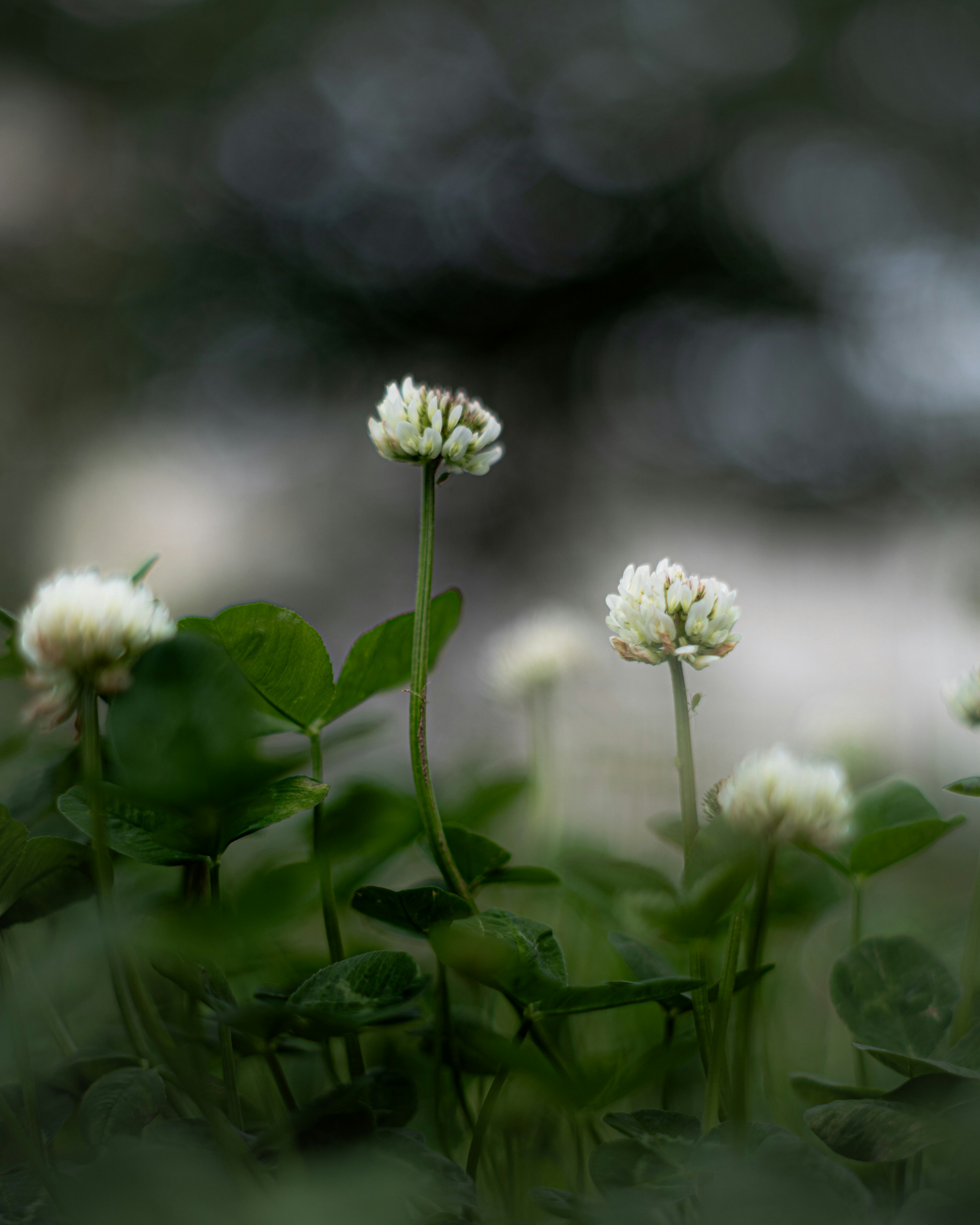 White clover flowers standing against a blurred background