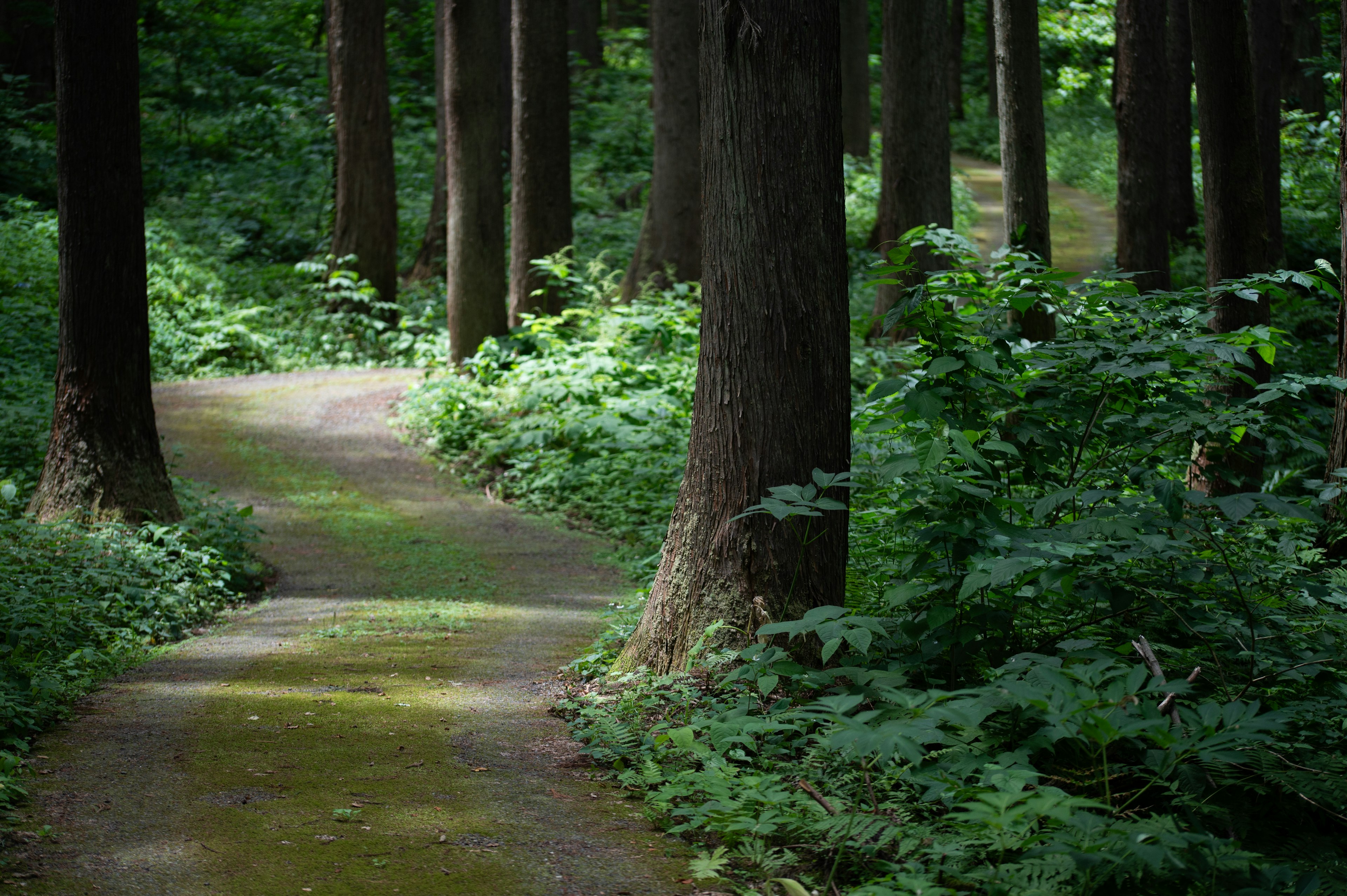 緑豊かな森の中にある小道が曲がっている風景