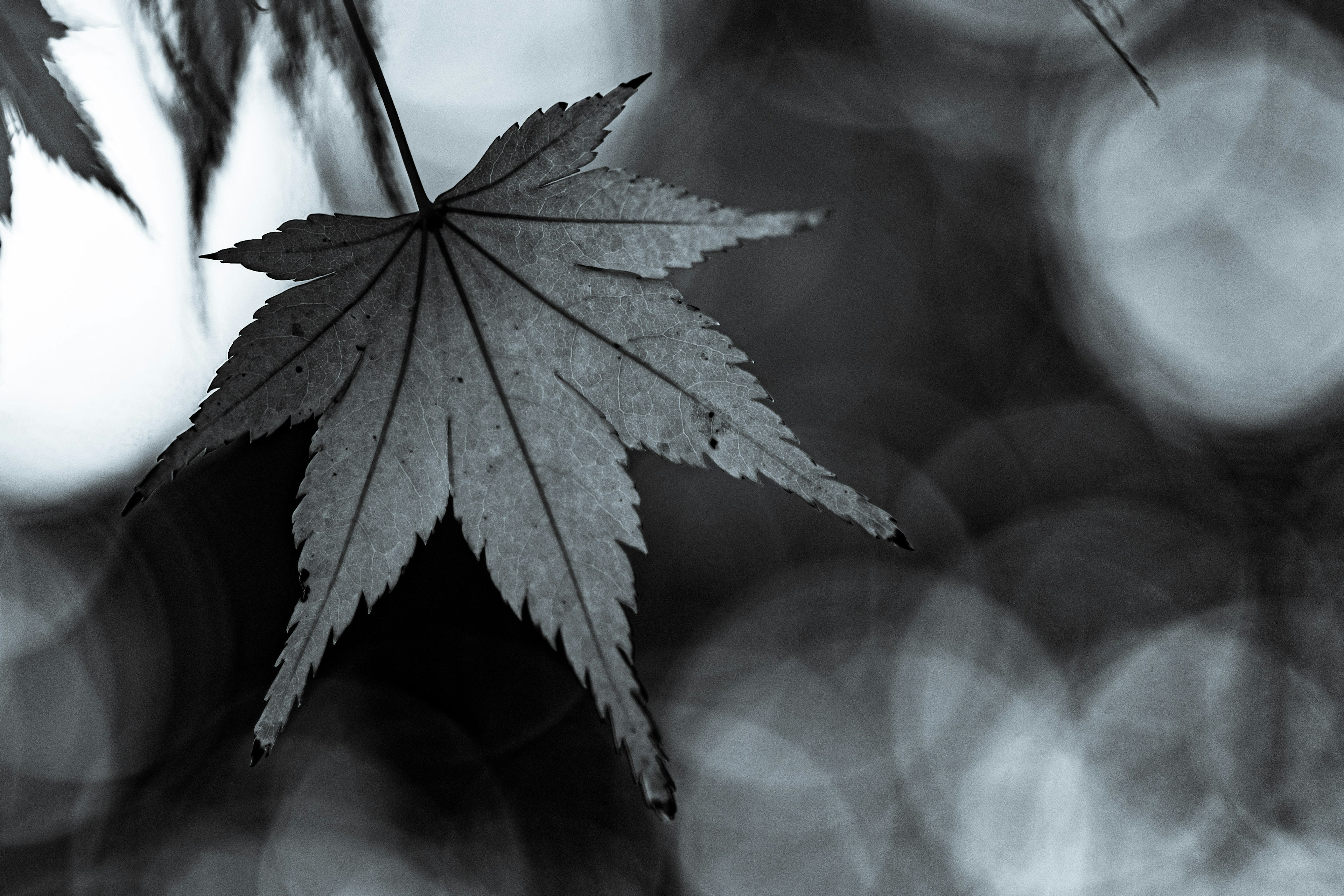 Hoja de arce contra un fondo en blanco y negro