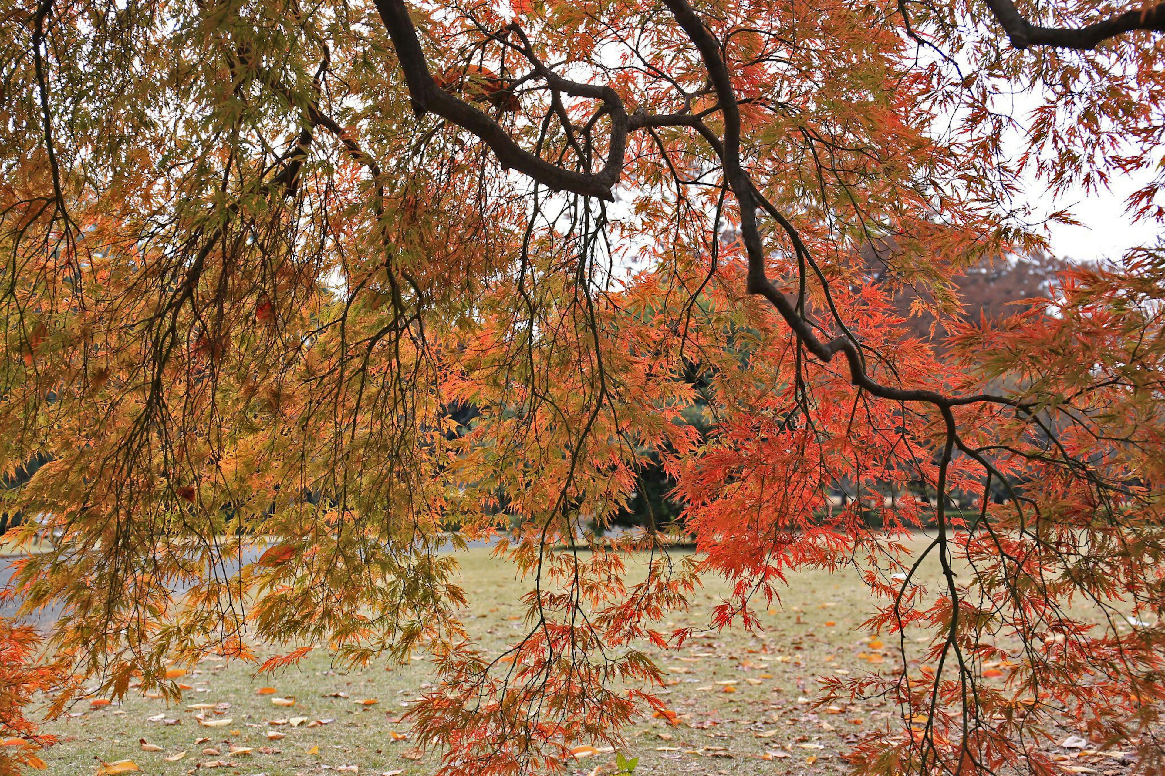 紅葉した木々の枝が広がり、秋の風景が広がる